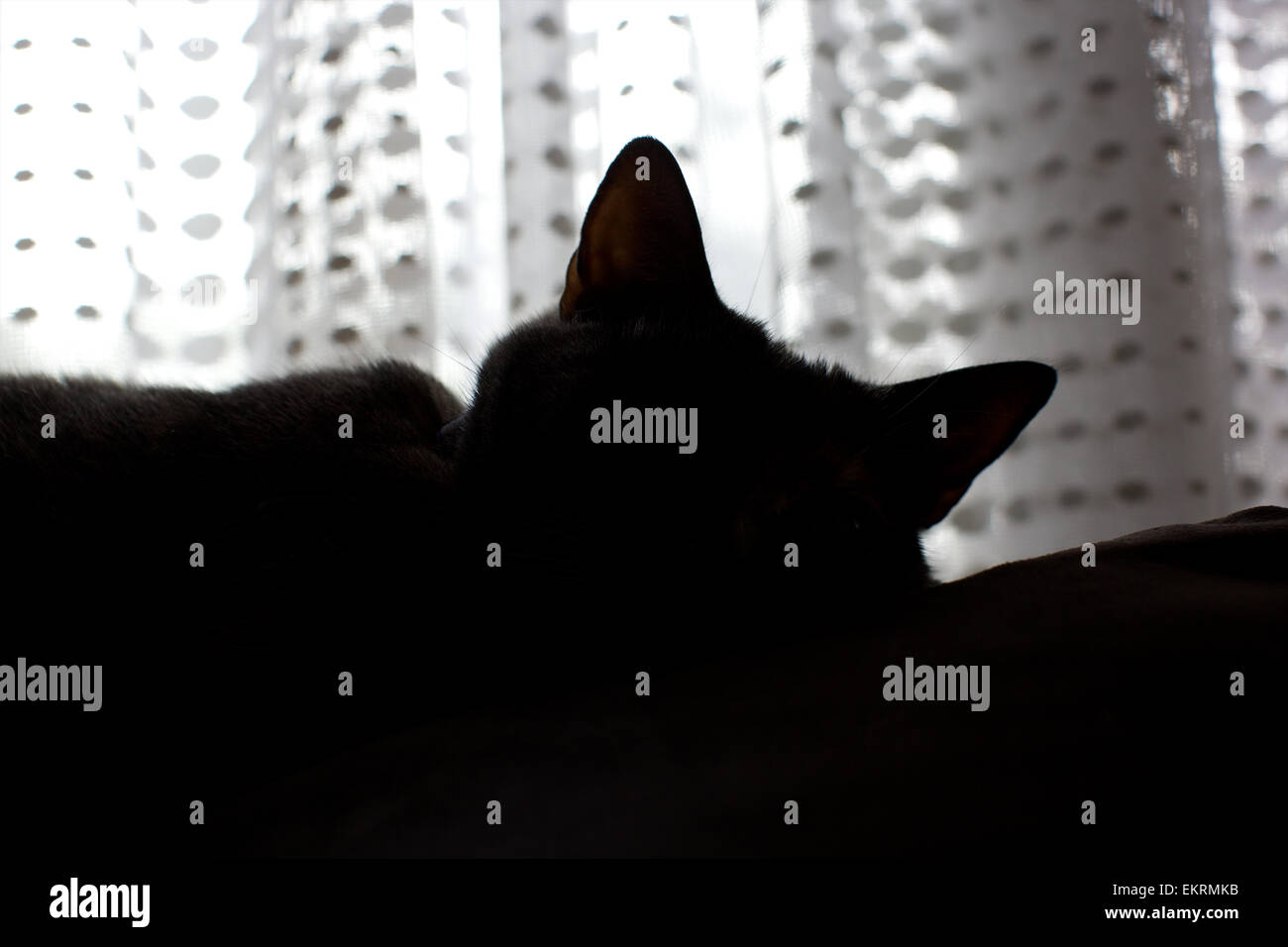 Il gatto domestico in casa - silhouette di cat le orecchie con la pura dietro a tendina Foto Stock