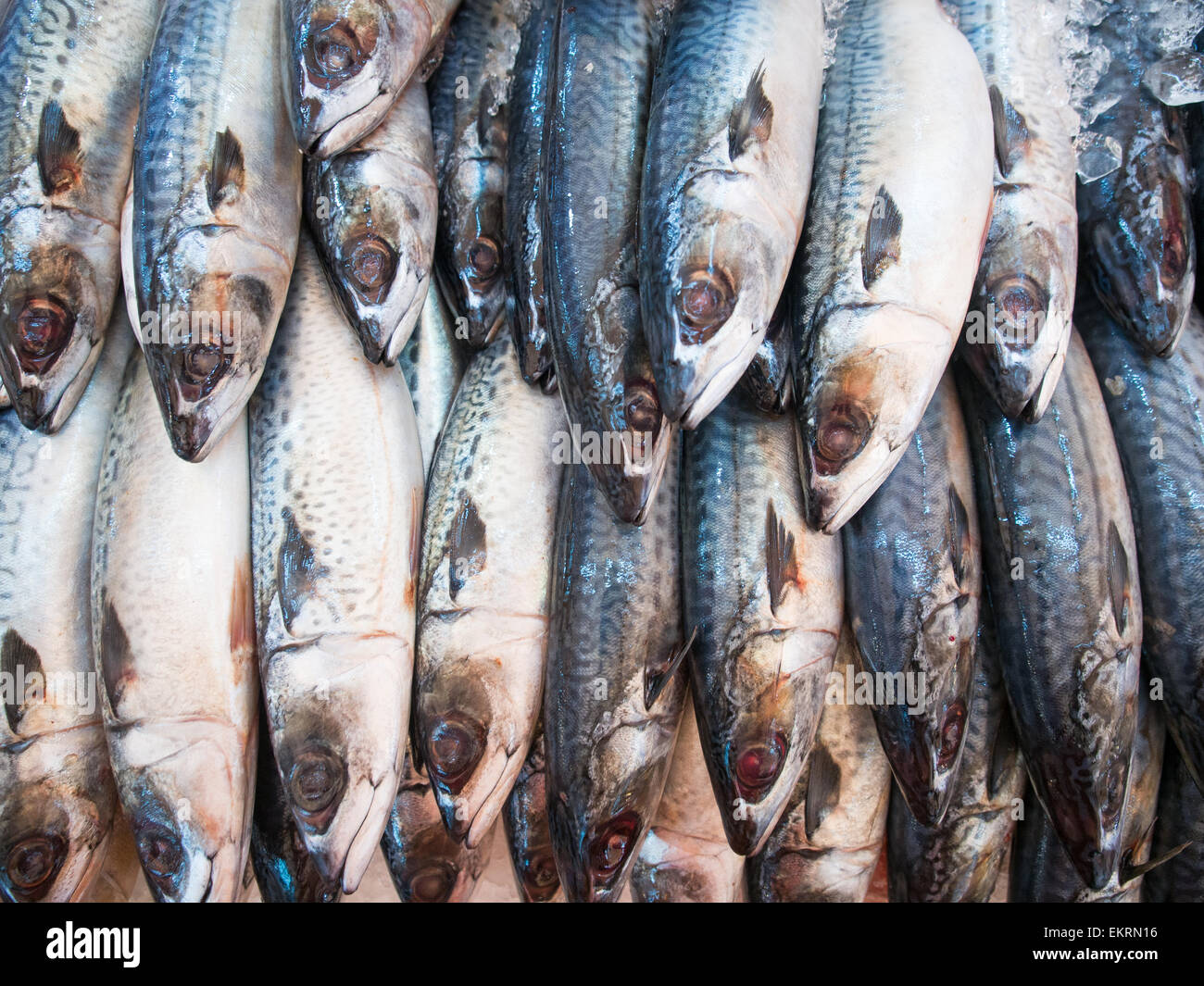 Sgombro pesce nel mercato Foto Stock