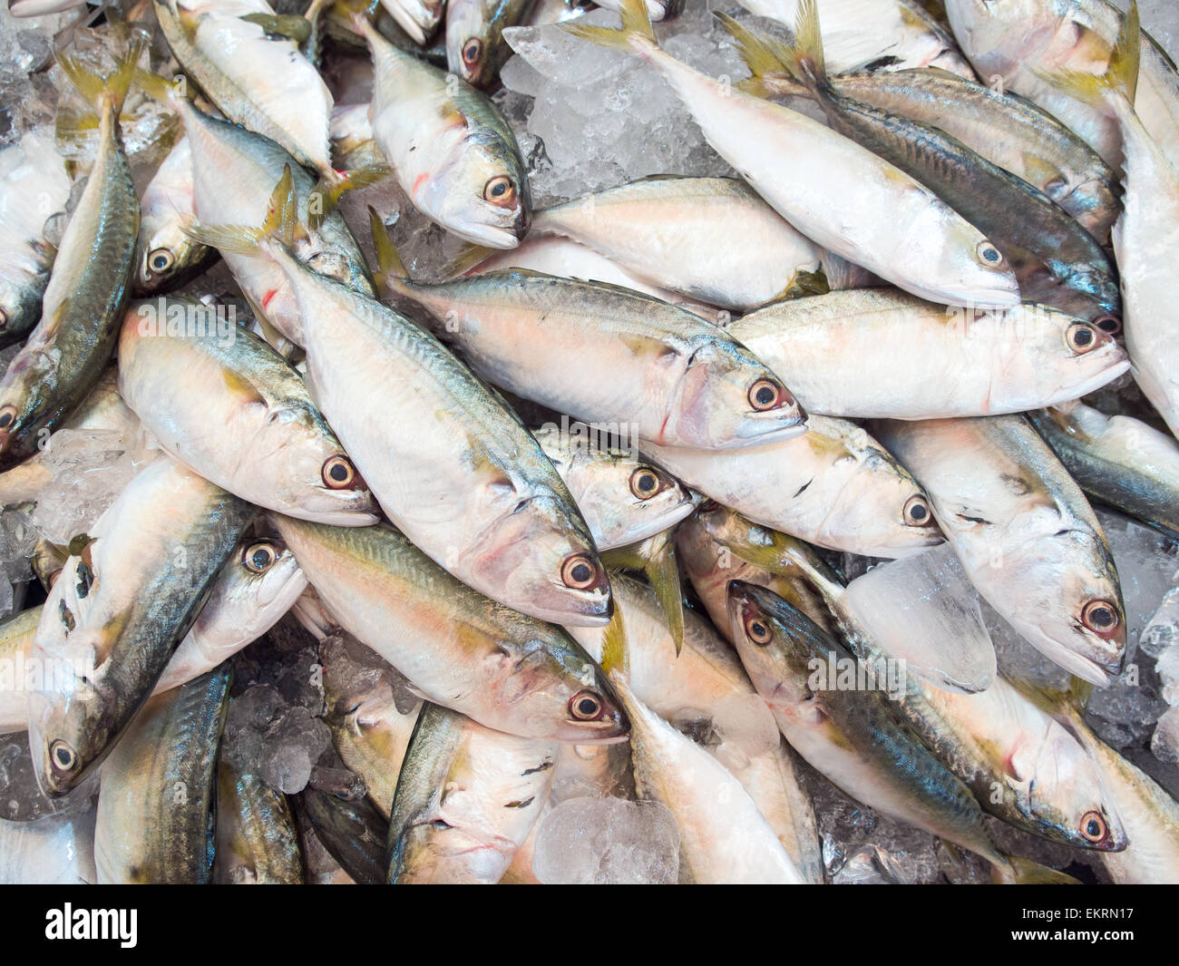 Sgombro pesce nel mercato Foto Stock