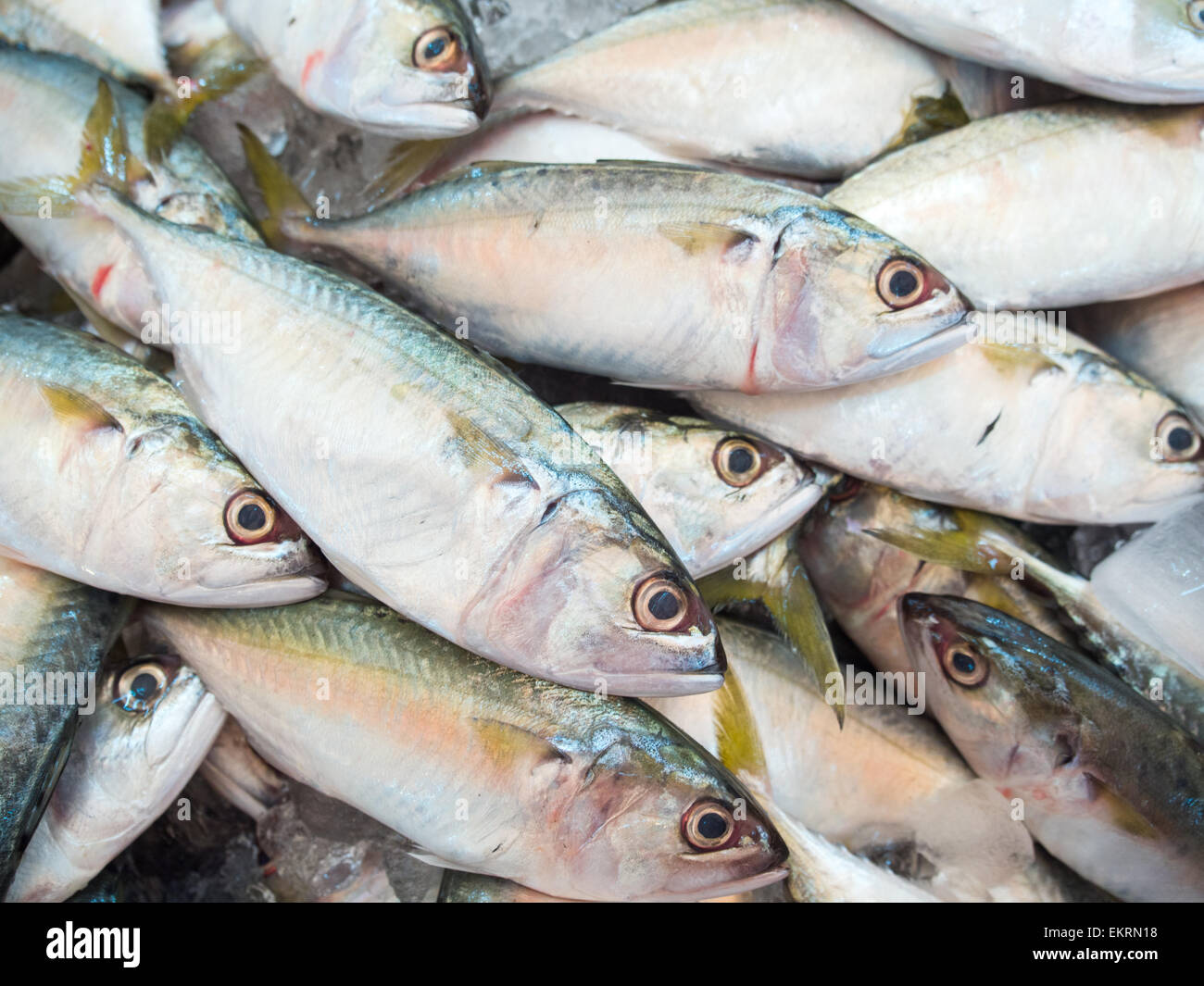 Sgombro pesce nel mercato Foto Stock