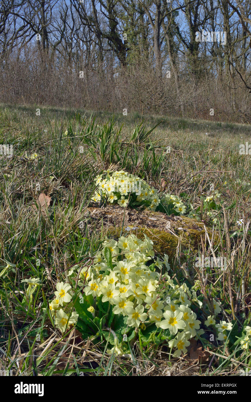 Primrose - Primula vulgaris crescente nella radura boschiva Foto Stock