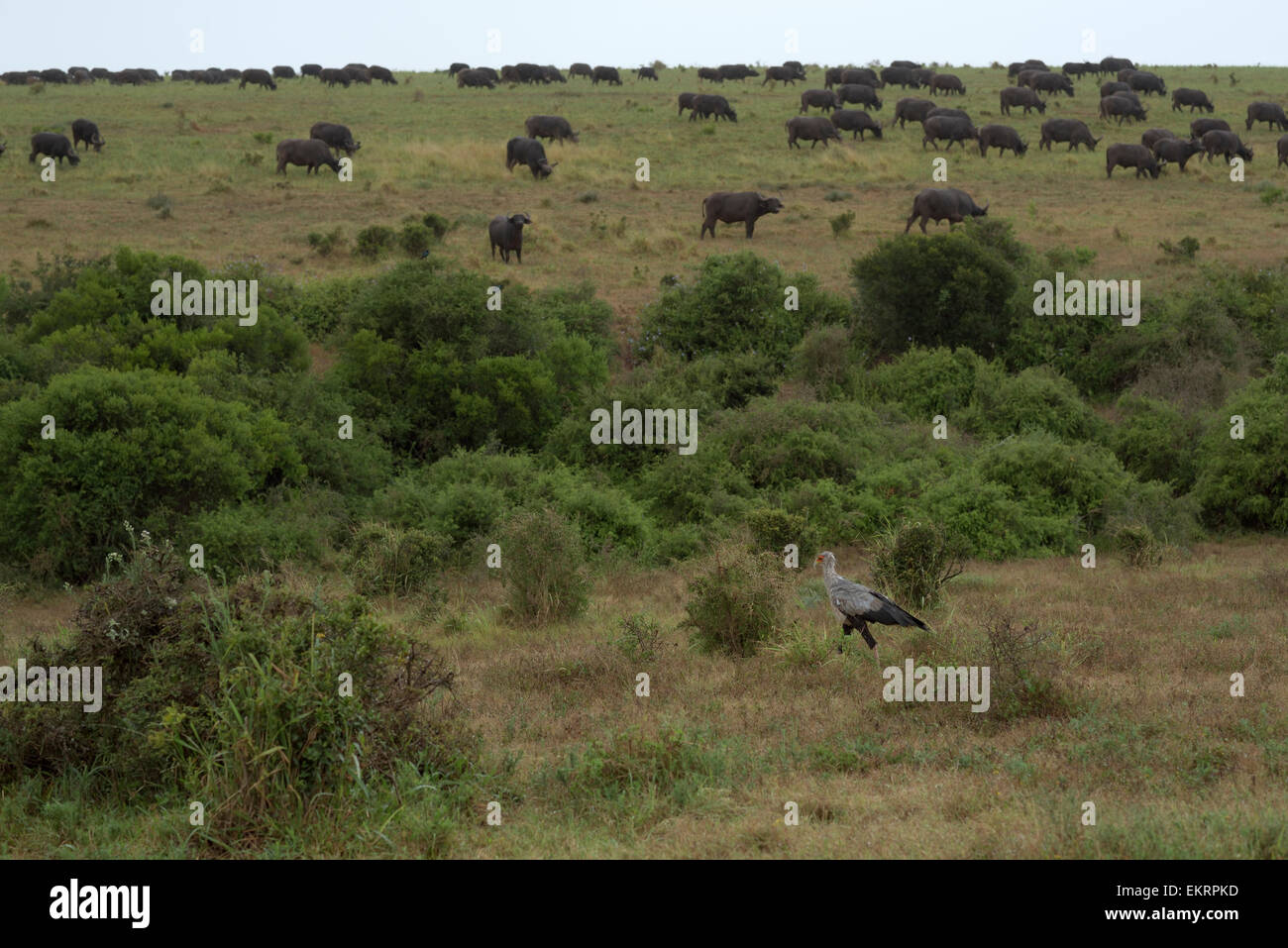 Segretario Bird a piedi nella parte anteriore della mandria di bufali in Addo Elephant National Park, Sud Africa Foto Stock