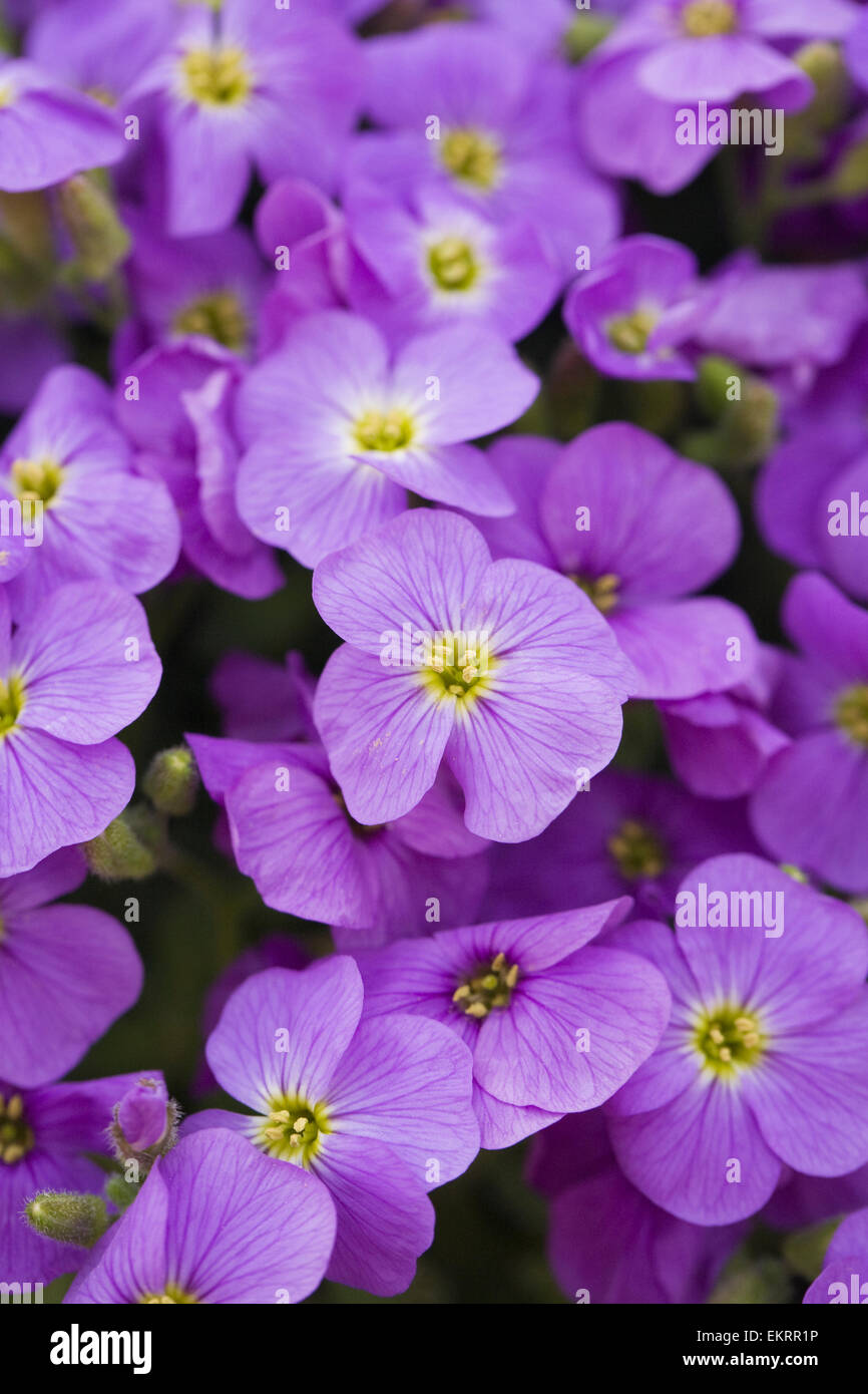 Aubrieta Axcent Azzurro (Serie Axcent). Aubretia fiori in primavera. Foto Stock