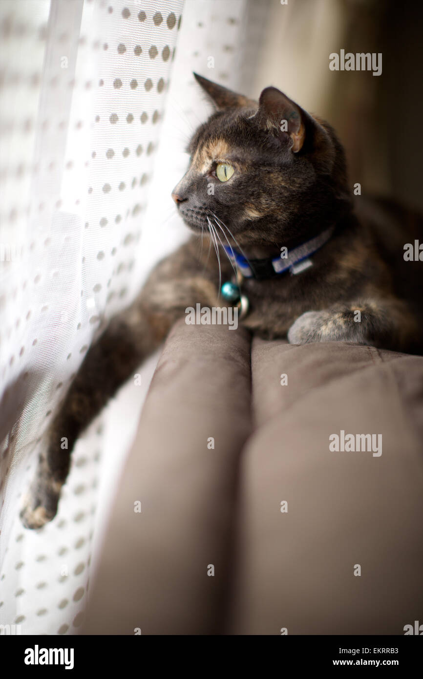 Il gatto domestico in casa, vegliare sul top del lettino vicino alla finestra Foto Stock