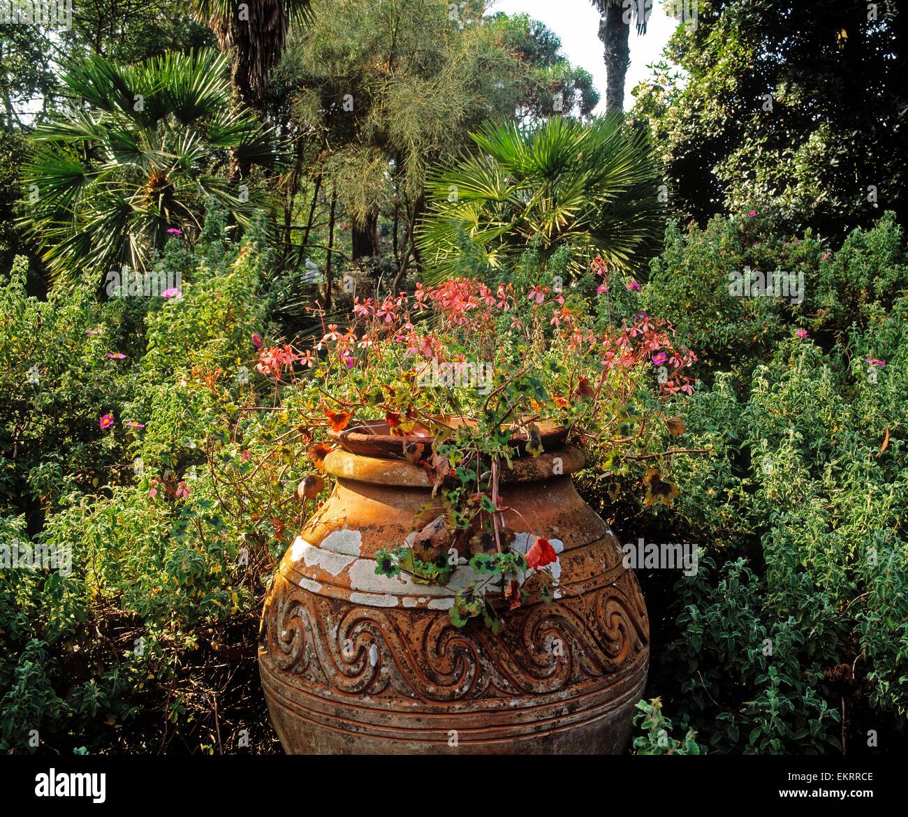 Montare Stewart, Co Down, Irlanda; urna di Terracotta con Pelargonium nel giardino spagnolo nel XVIII secolo proprietà del National Trust Foto Stock