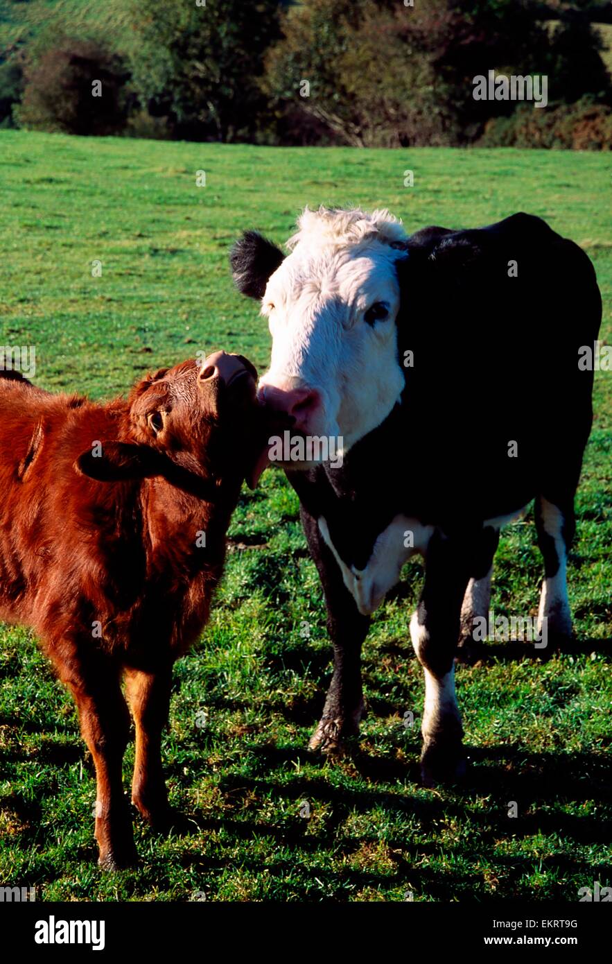 L'Irlanda; Hereford vitelli e di mucca Foto Stock
