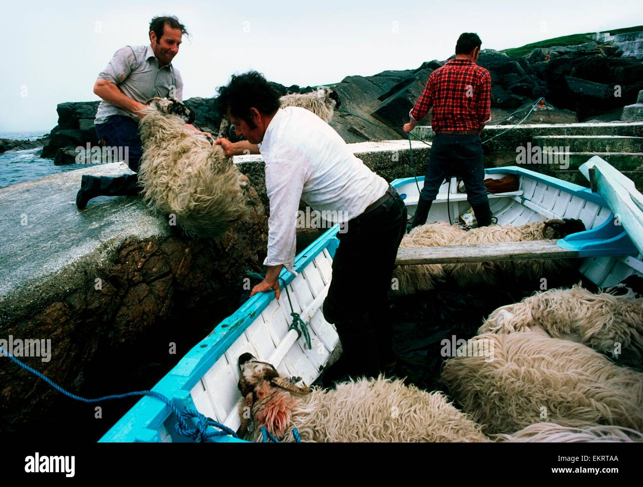 Isole Aran, Co Galway, Irlanda; spostamento pecore da Currachs tradizionali Foto Stock