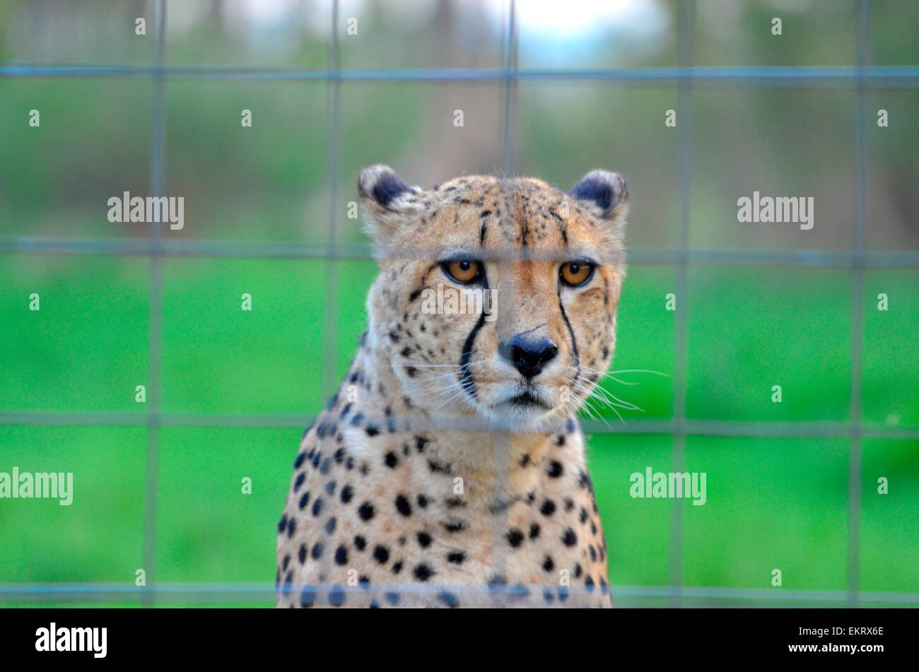 Close-up di captive cheetah dietro il recinto nel libero Stato, Sud Africa Foto Stock