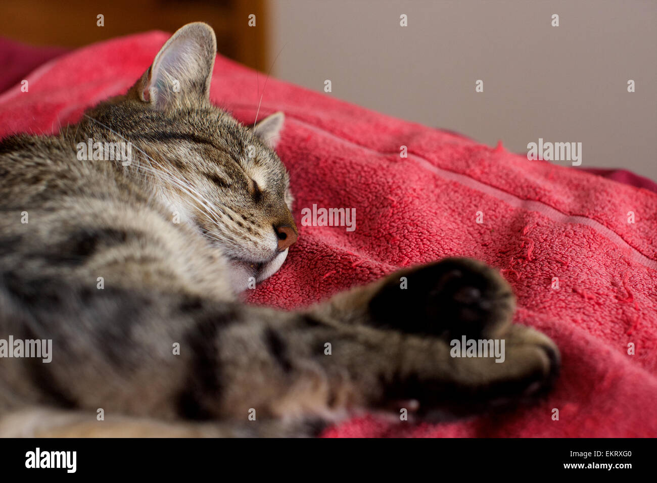 Il gatto domestico in casa, gatto dorme sul letto Foto Stock