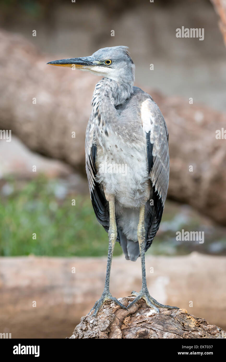 Airone cinerino (Ardea cinerea) nella parte anteriore del rock Foto Stock