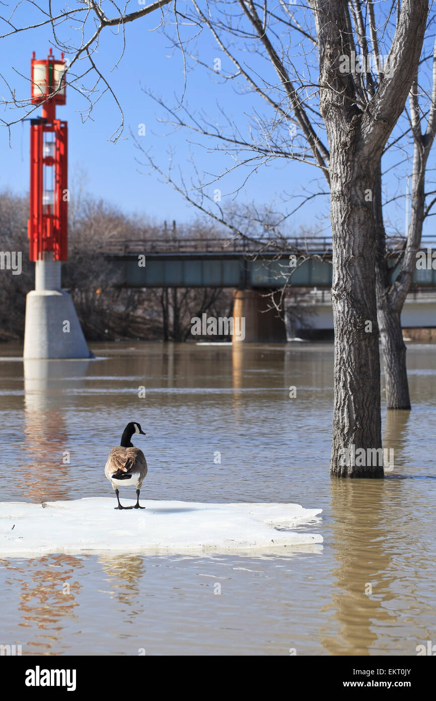 Inondazione a molla sul fiume Assiniboine e Canada Goose su un flusso di ghiaccio. Le forche Harbour, Winnipeg, Manitoba, Canada. Foto Stock