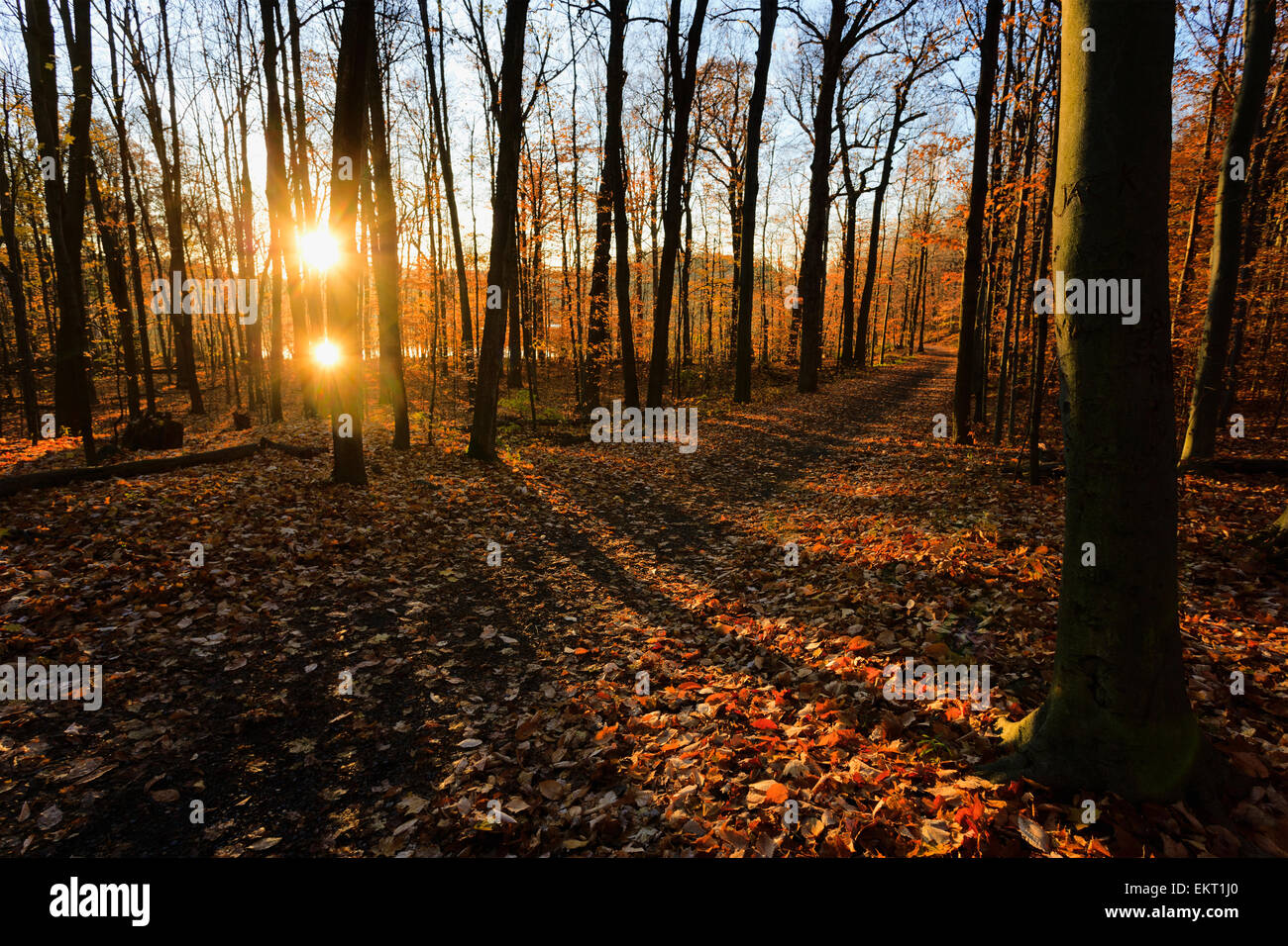 Alba sul percorso nel bosco di latifoglie, di Mont-Saint-Bruno Parco Nazionale; Québec Canada Foto Stock