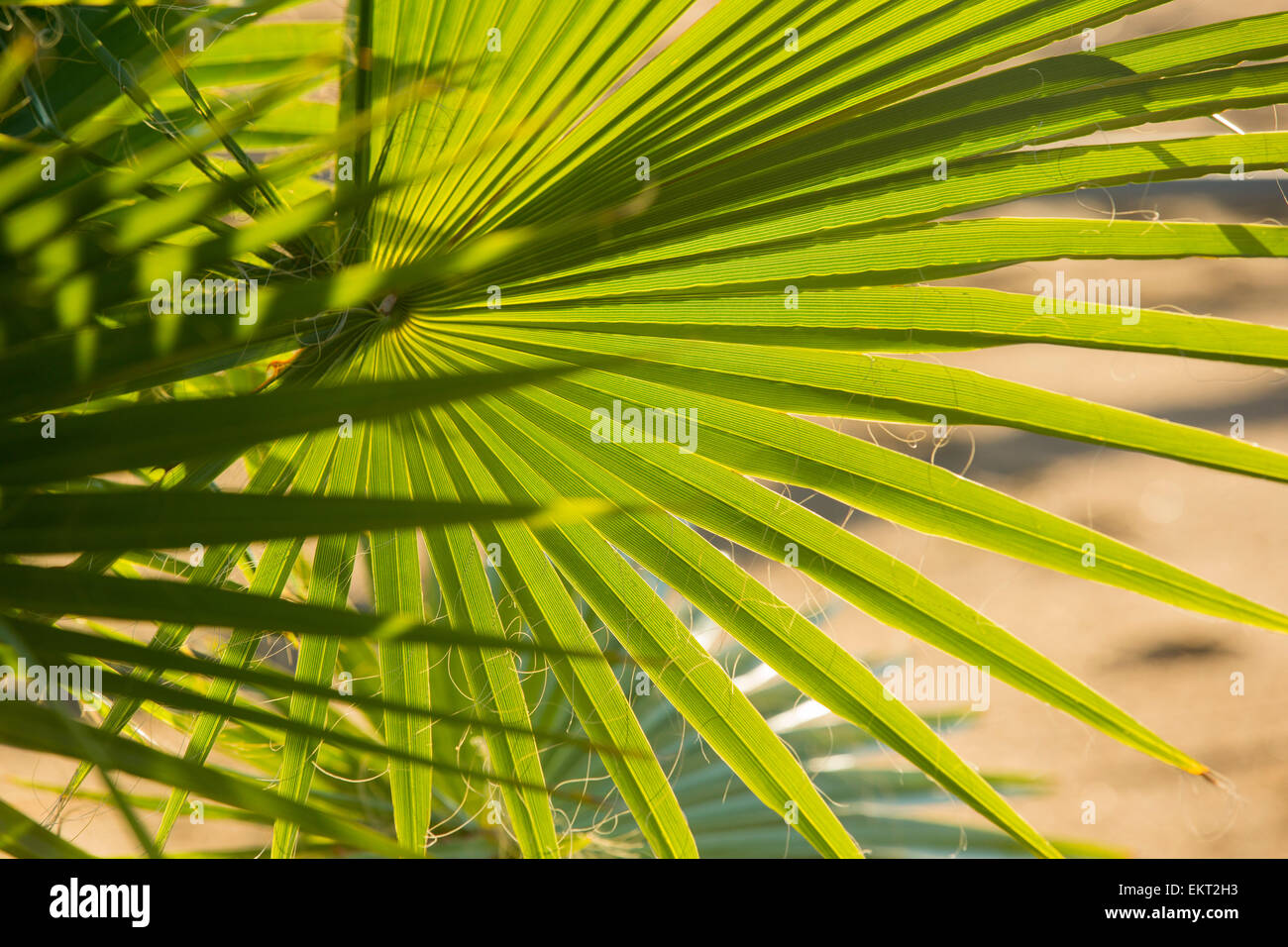 Palm piante sulle rive del Lago Malawi, Africa Foto Stock