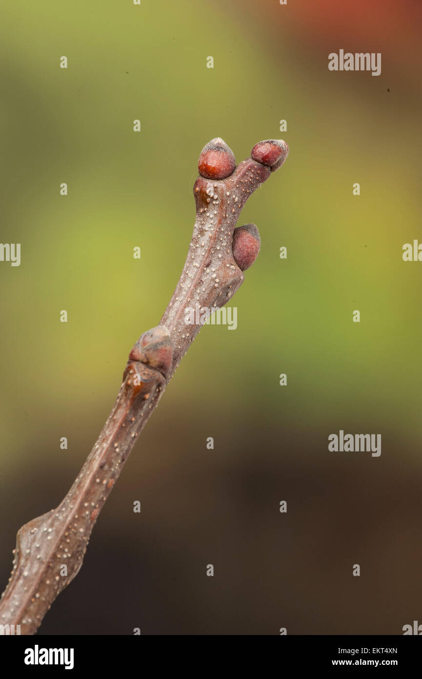 Knospe Castanea sativa,Bud,Trieb,Triebspitze,Shoot,Giovani germogli,Bluete,Blossom,Bloom, Foto Stock