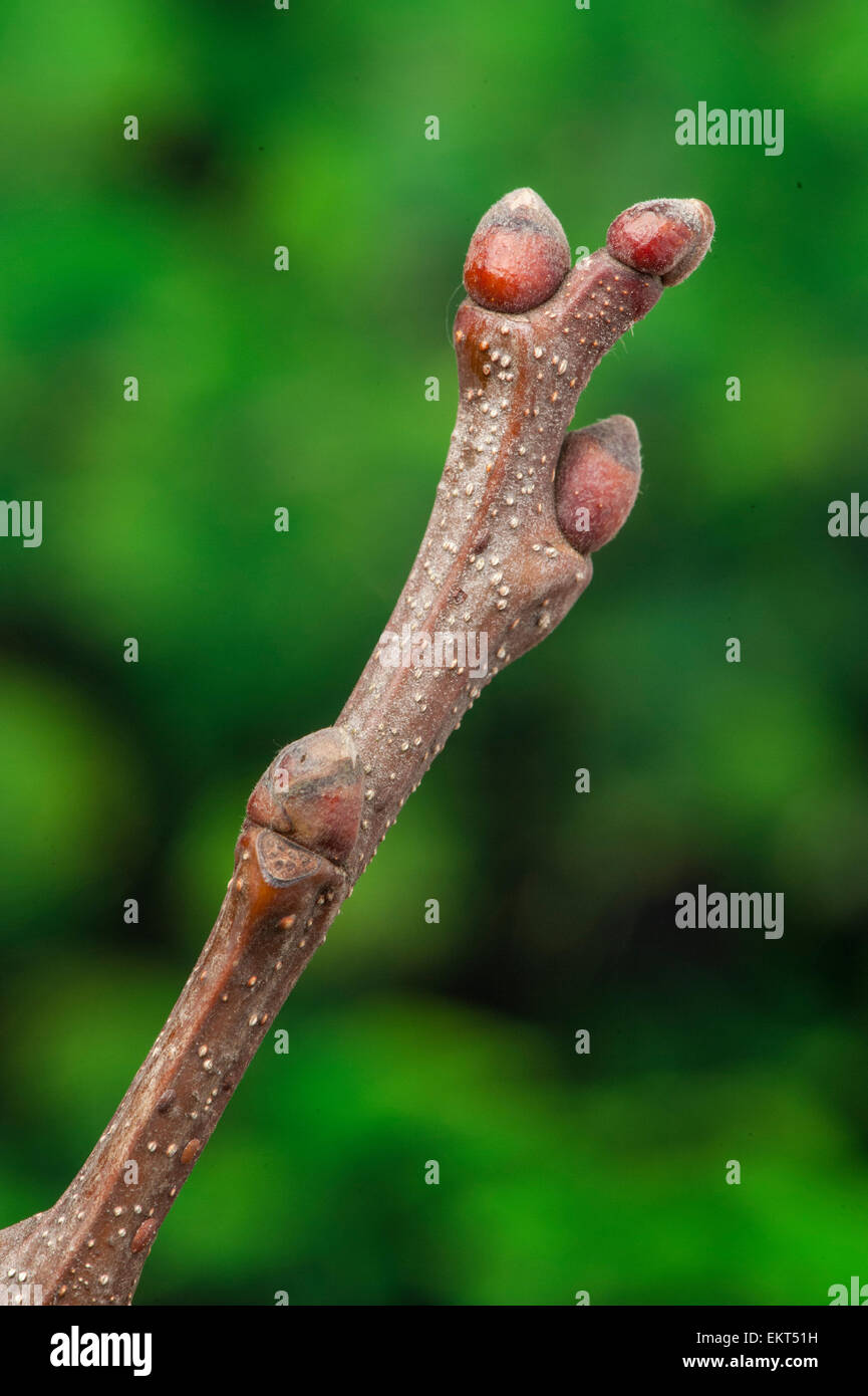 Knospe Castanea sativa,Bud,Trieb,Triebspitze,Shoot,Giovani germogli,Bluete,Blossom,Bloom, Foto Stock