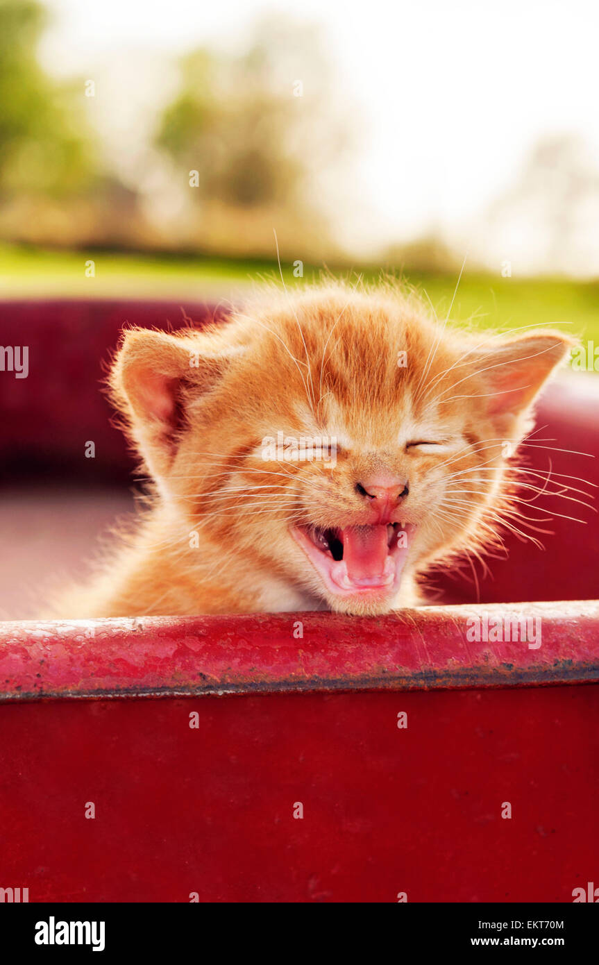 Kitten mewing nel carro rosso Foto Stock
