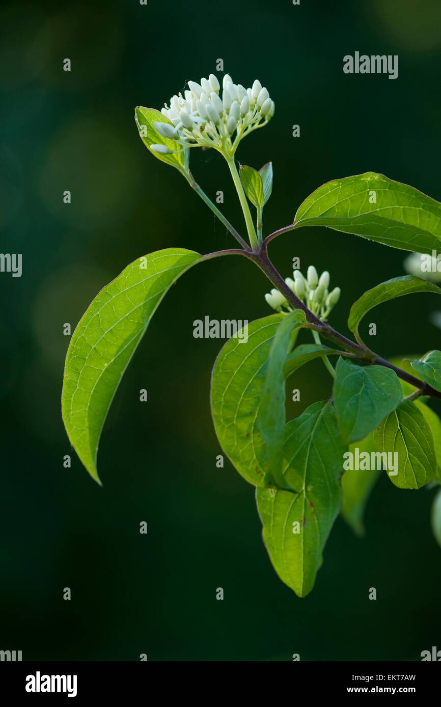 Knospe,Bud,Trieb,Triebspitze,Shoot,Giovani germogli,Bluete,Blossom,Bloom,Cornus sanguinea,Blutroter Hartriegel,Sanguinella Foto Stock