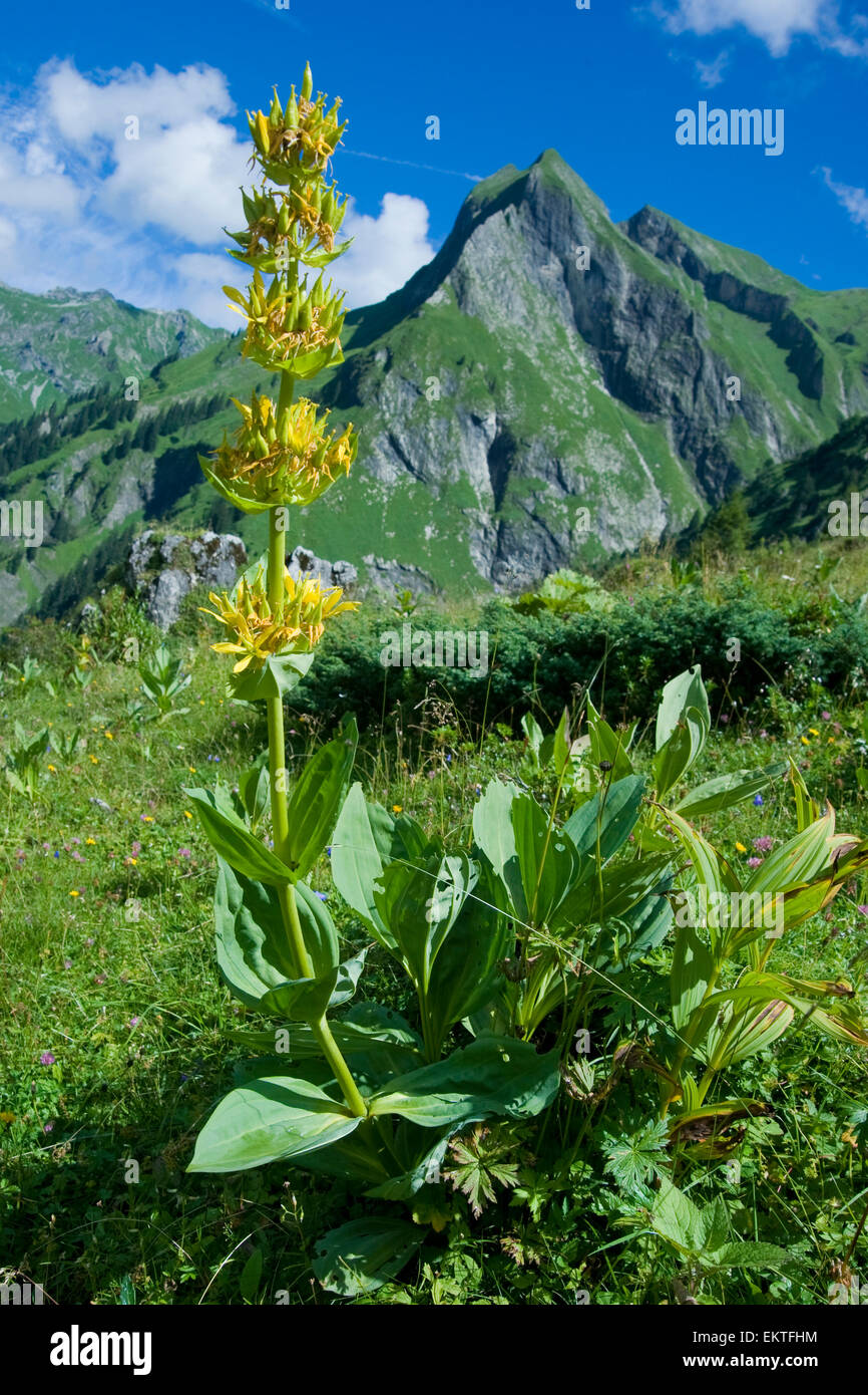 Knospe,Bud,Trieb,Triebspitze,Shoot,Giovani germogli,Bluete,Blossom,Bloom,Lutea Gentiana Foto Stock