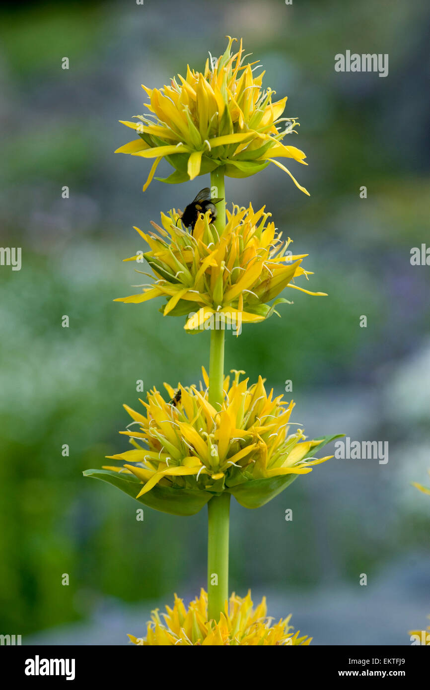 Knospe,Bud,Trieb,Triebspitze,Shoot,Giovani germogli,Bluete,Blossom,Bloom,Lutea Gentiana Foto Stock