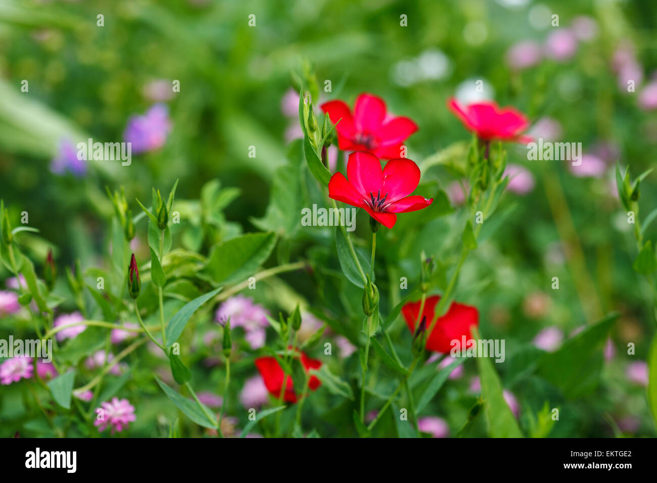 Rosso fiori selvaggi sul prato verde, il tempo primaverile in Polonia, europa Foto Stock