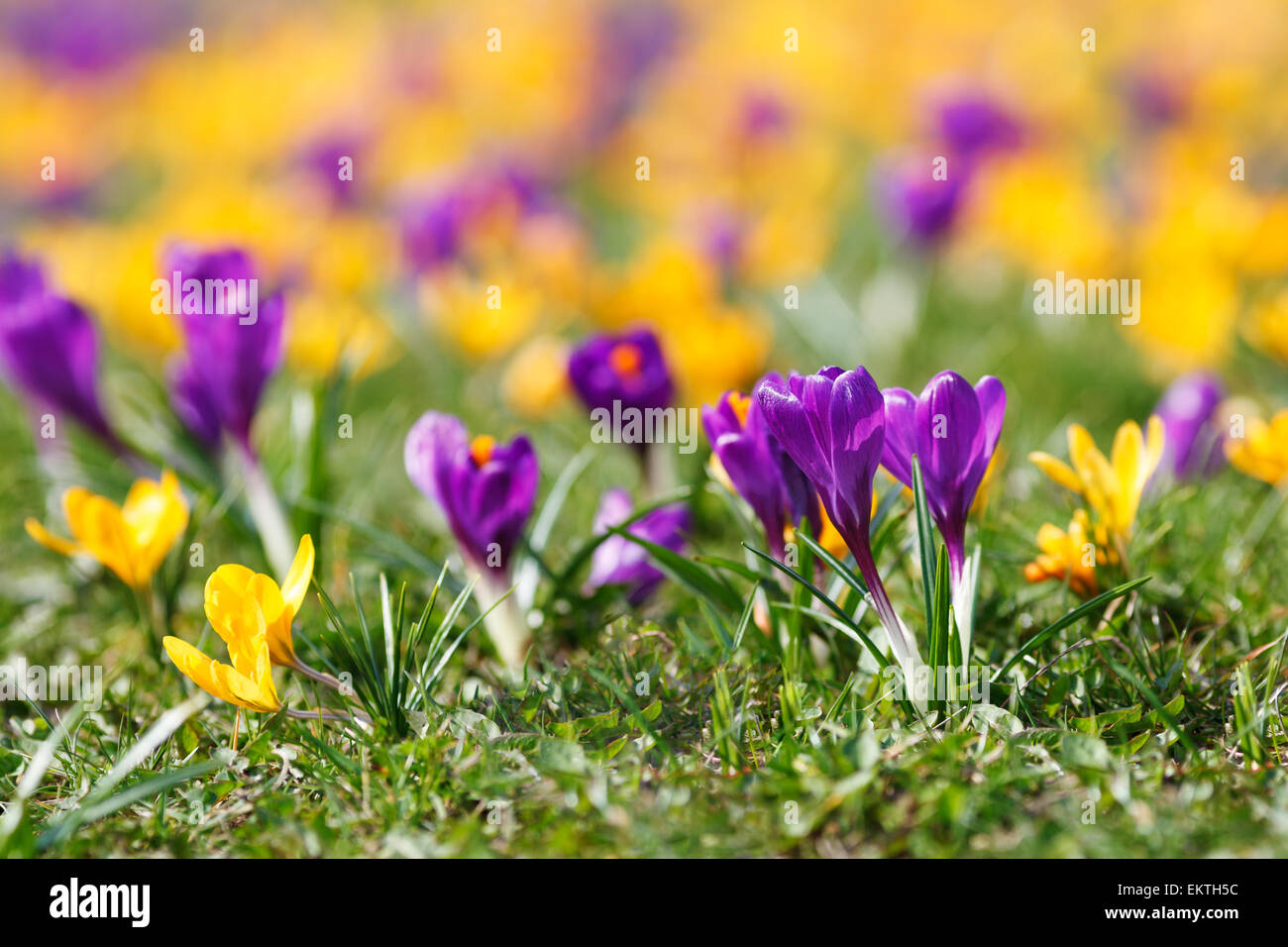 Porpora e giallo di crochi macro sul prato, stagione primavera in Polonia, Europa Foto Stock