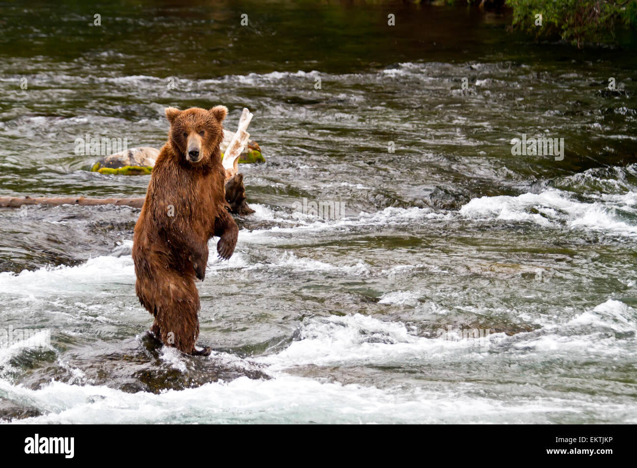 L'orso bruno (Ursus arctos) in piedi sulle zampe posteriori mentre la pesca al salmone nel fiume Brooks, Katmai National Park, Southwest Alaska Foto Stock