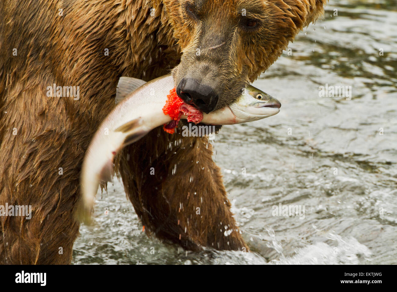 Mordere,salmone,Alaska,l'orso bruno,Roe Foto Stock