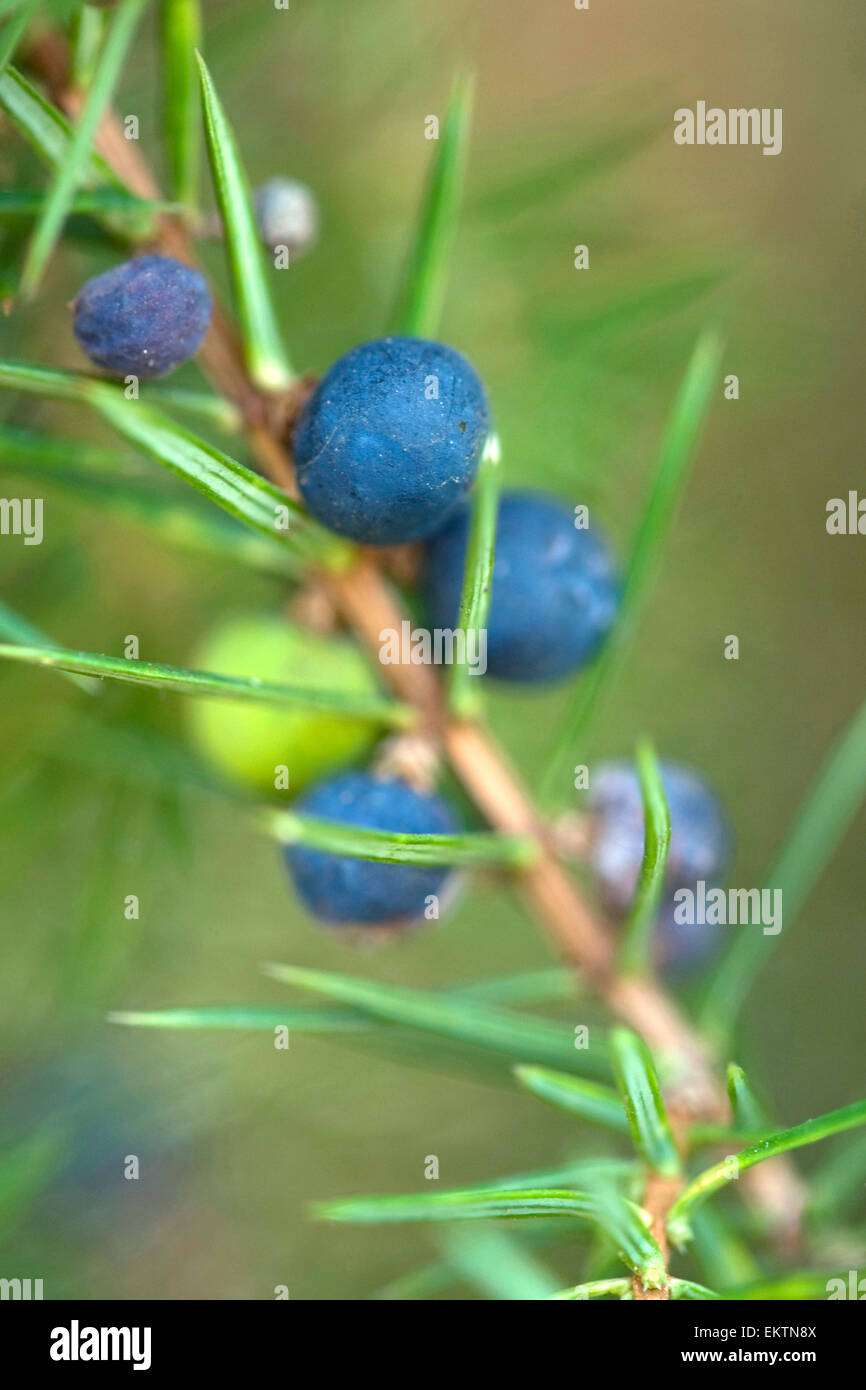 Knospe,Bud,Trieb,Triebspitze,Shoot,Giovani germogli,Bluete,Blossom,Bloom,Juniperus communis Foto Stock