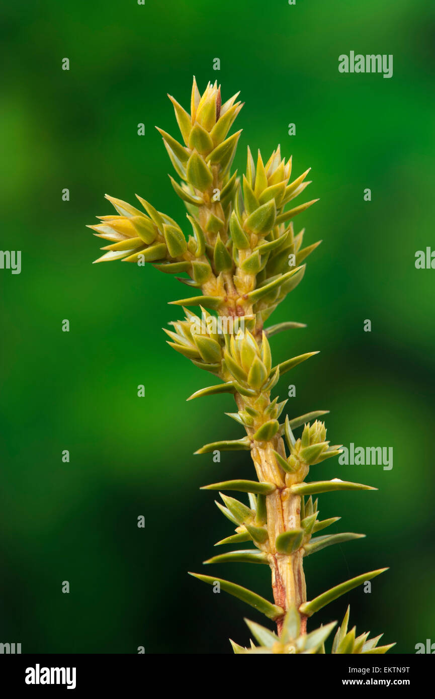 Knospe,Bud,Trieb,Triebspitze,Shoot,Giovani germogli,Bluete,Blossom,Bloom,Juniperus communis Foto Stock