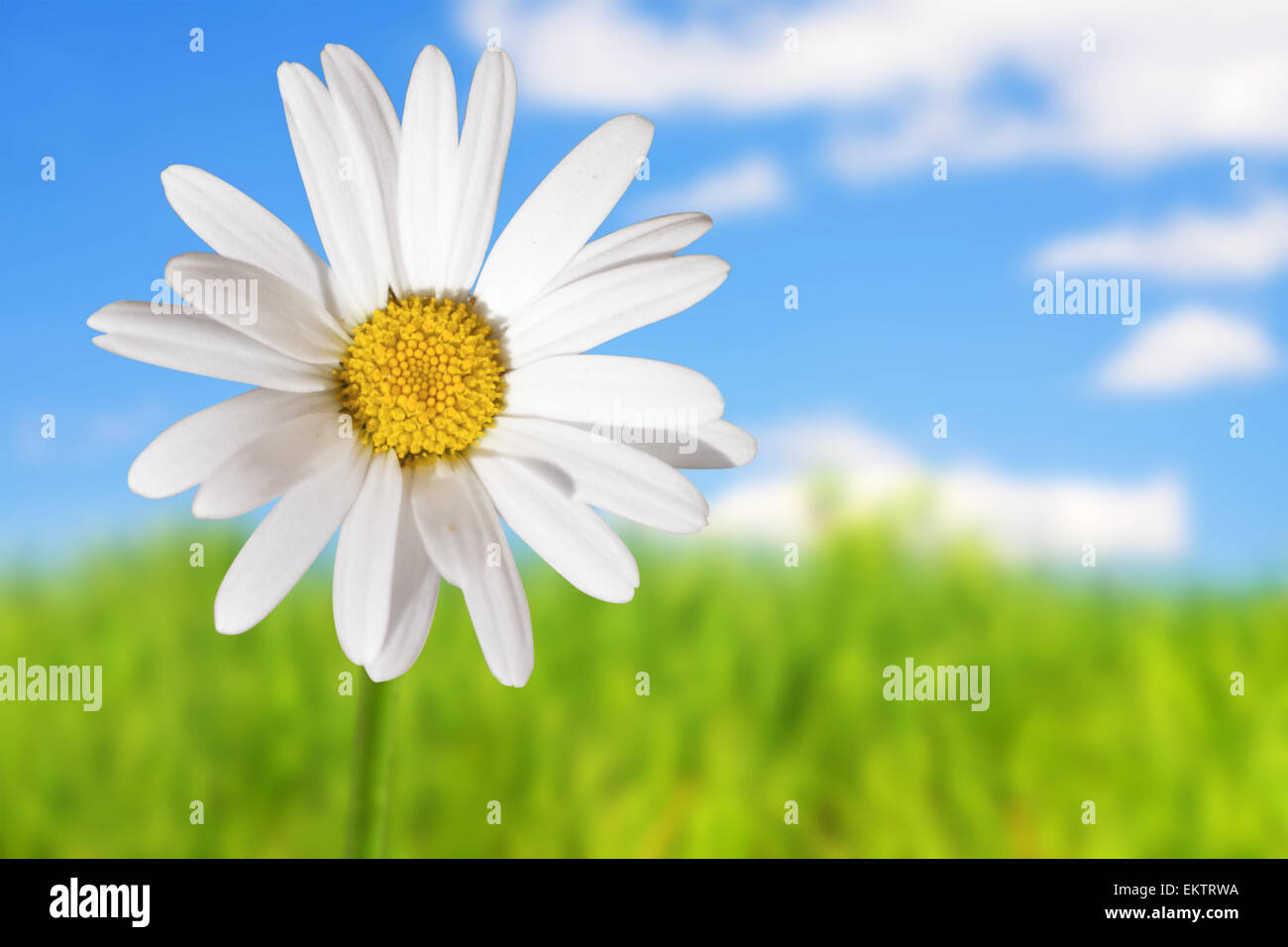 Margherite bianche sul cielo blu e l'erba verde sullo sfondo Foto Stock