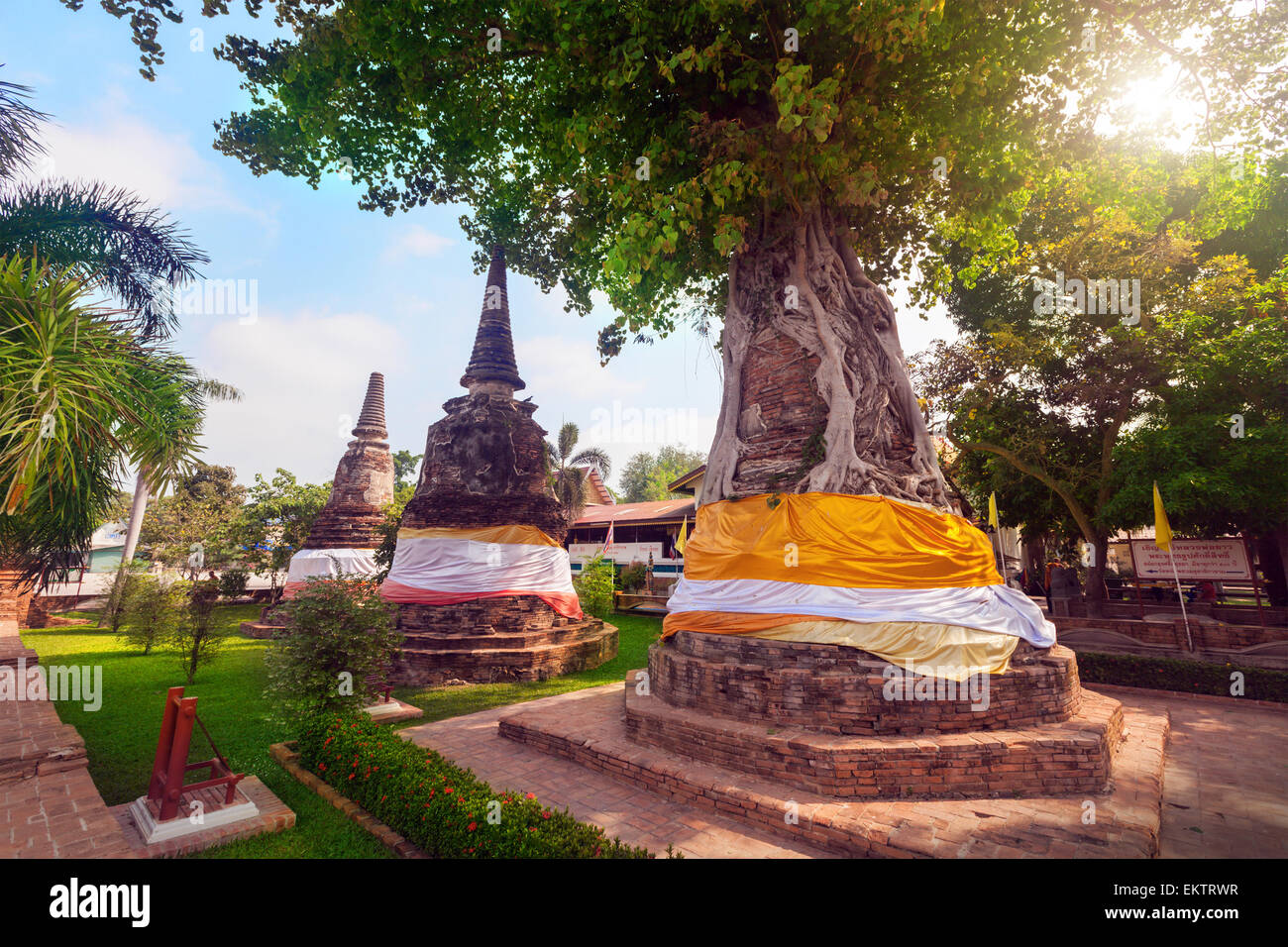 Tree copre antiche pagode di Wat Phra Na uomini Foto Stock