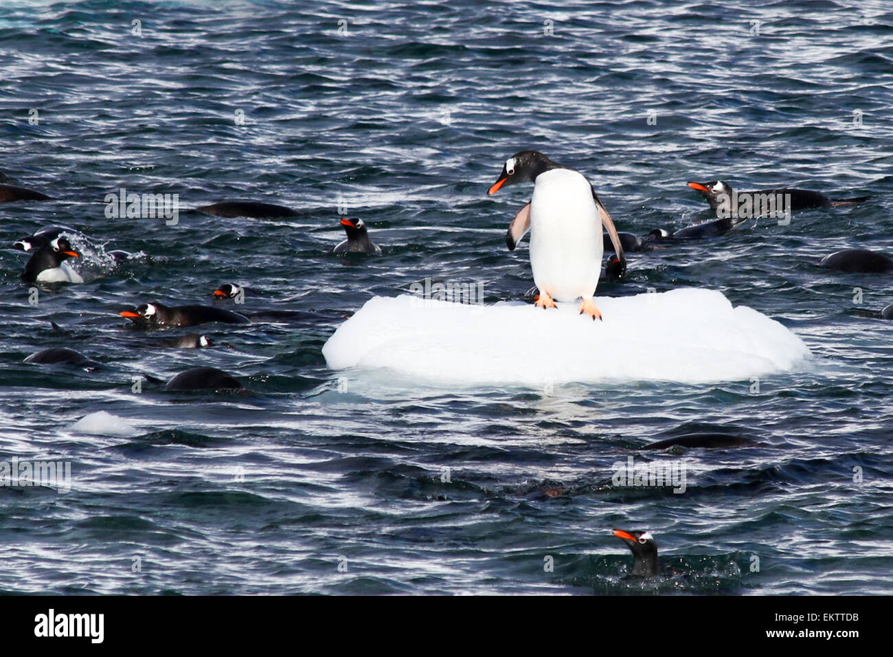 I pinguini di Gentoo (Pygoscelis papua) su Danco Island o Isla Dedo un'isola off Antarctica, 1 miglio nautico (2 km) lungo giacenti in t Foto Stock