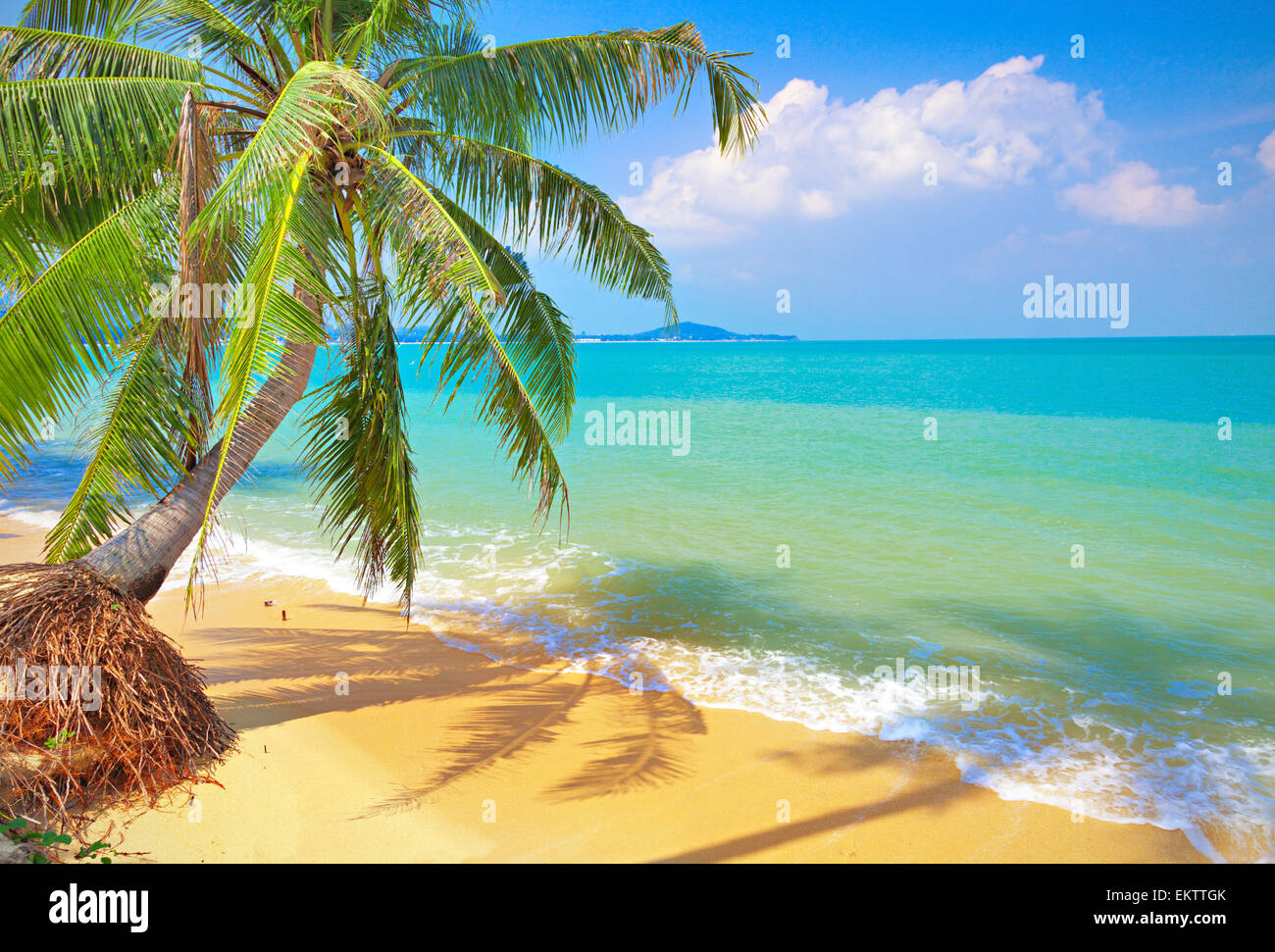 Spiaggia tropicale con palme di cocco Foto Stock