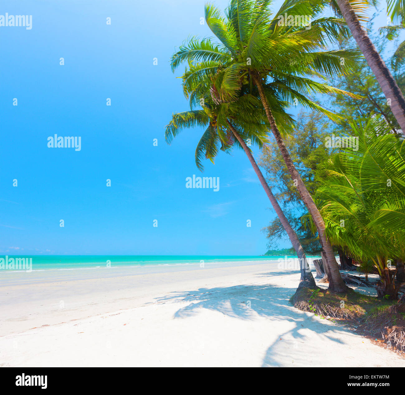 Bellissima spiaggia con palme da cocco e mare Foto Stock