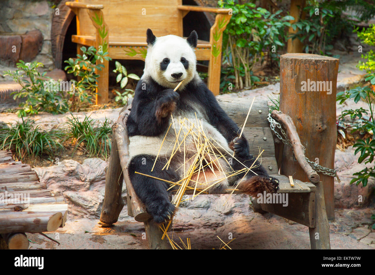 Gigantesco orso panda mangiare bambù in Chiang Mai Zoo, Thailandia Foto Stock