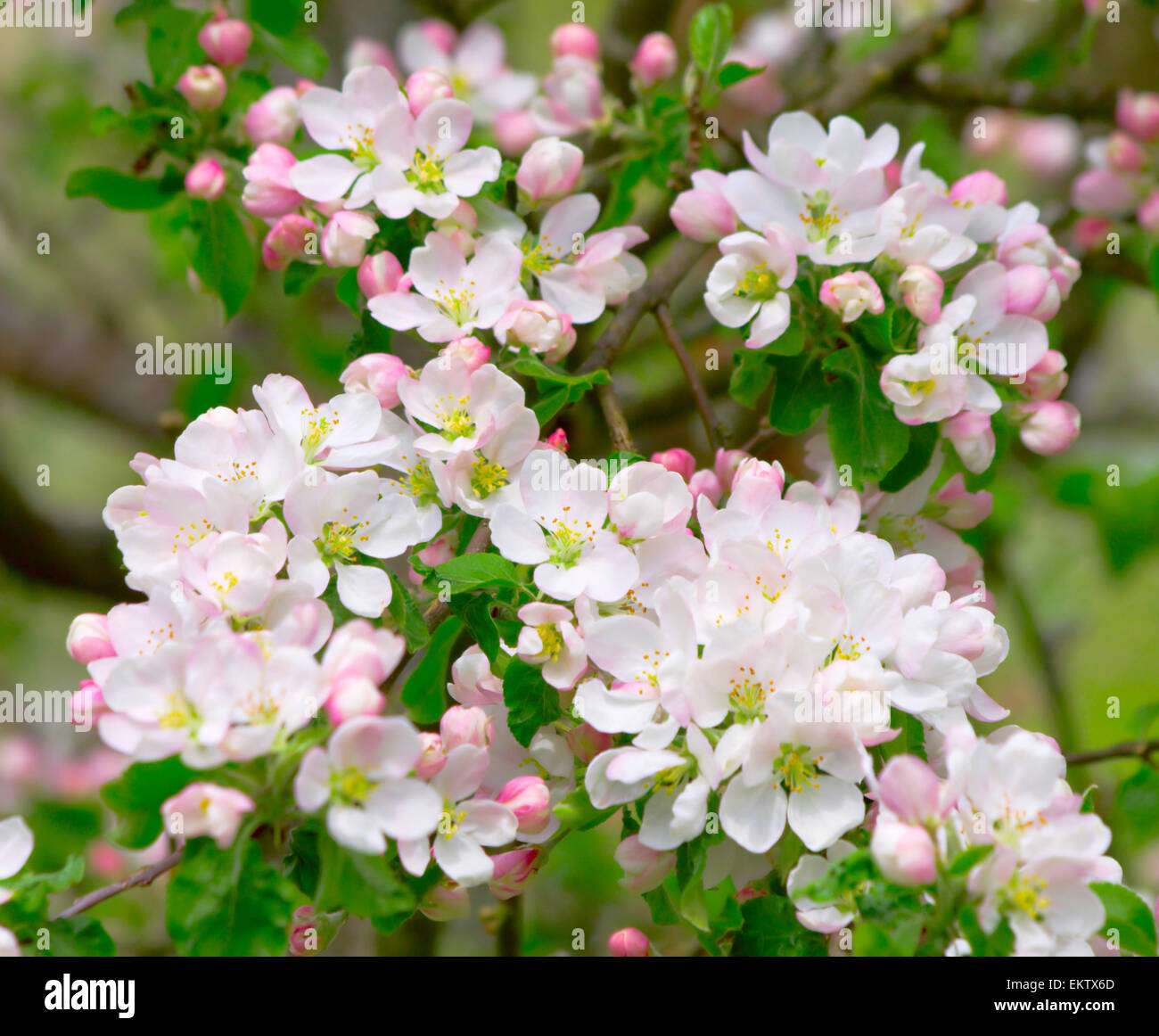 Apple Blossom tree Foto Stock