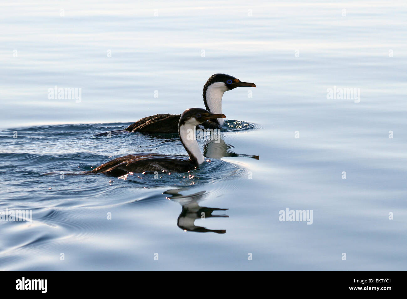 Il marangone dal ciuffo imperiale (Phalacrocorax atriceps) antartico AKA shag nuotare nell'oceano. fotografato in Wilhelmina Bay in Antartide. in N Foto Stock