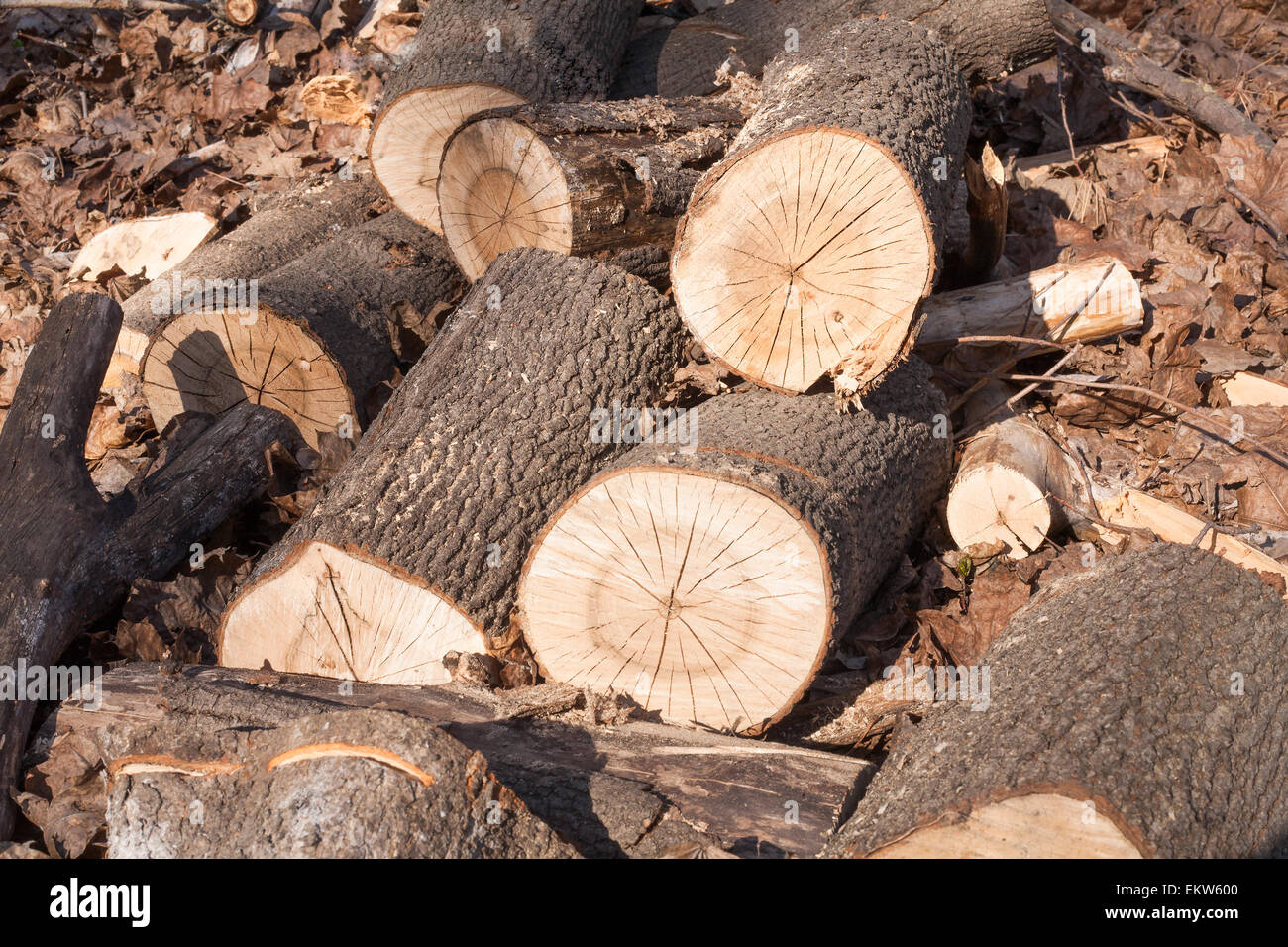 Di recente i registri segato giacciono su dello scorso anno di foglie secche Foto Stock