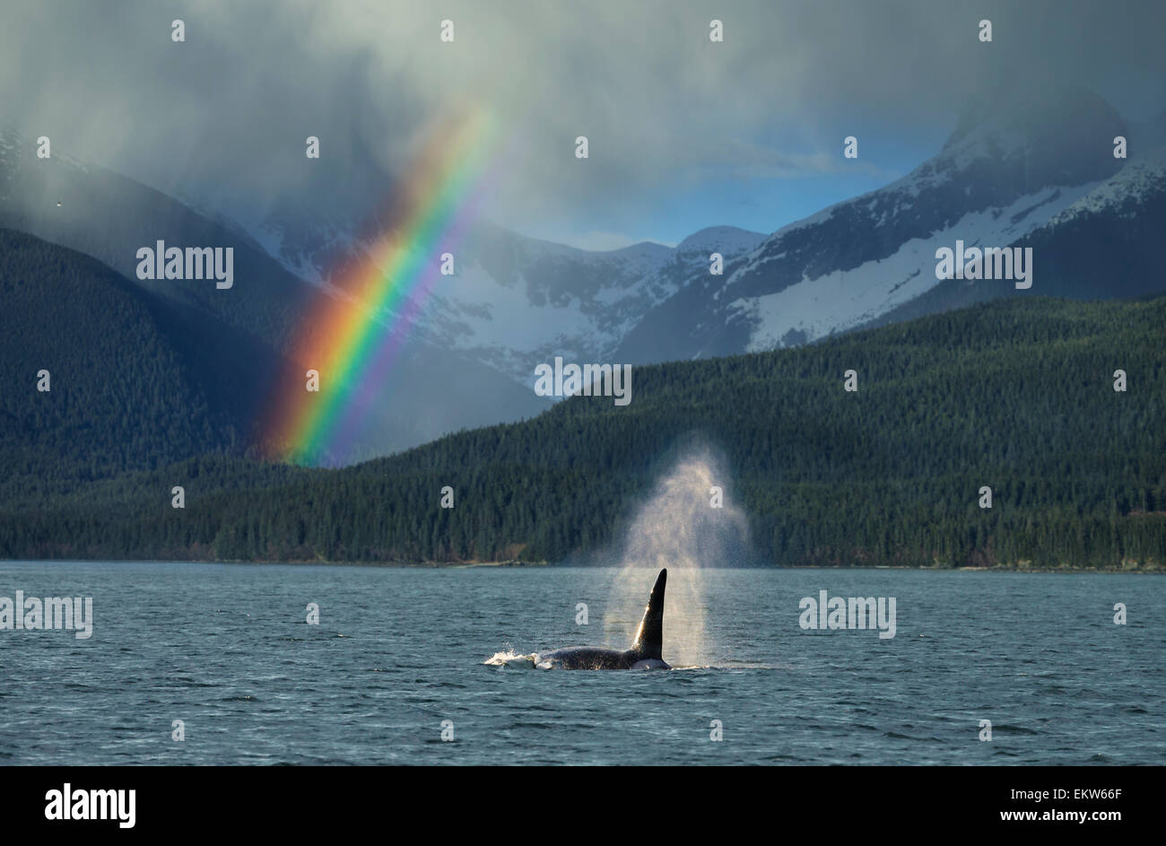 COMPOSITE: Maschio Orca whale superfici a Lynn Canal con un arcobaleno e la molla con doccia a pioggia in background, a sud-est di Alaska Foto Stock