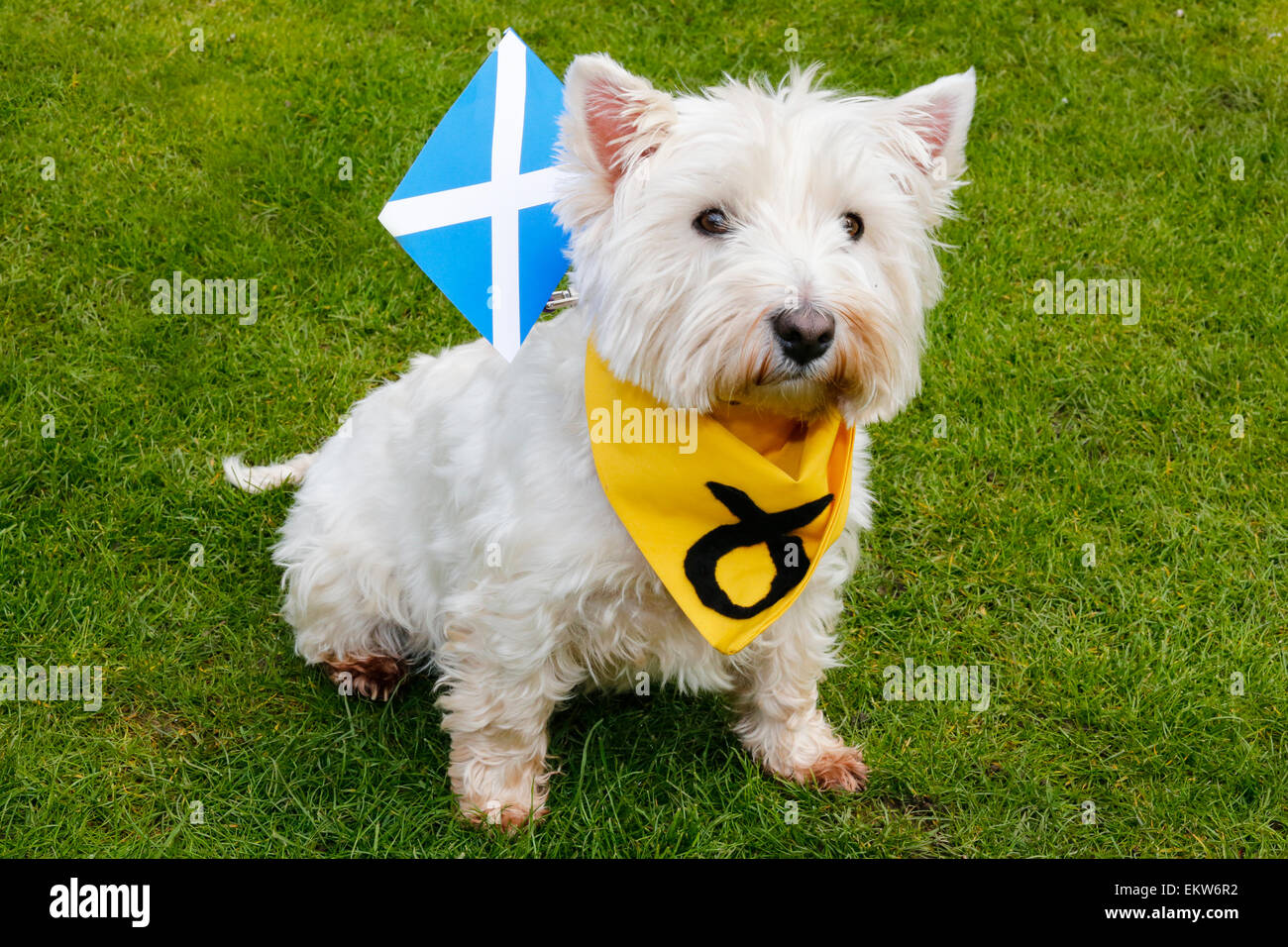 Il Pet West Highland Terrier indossando un SNP bandana e il trasporto di una piccola Scottish si intraversa bandiera Foto Stock