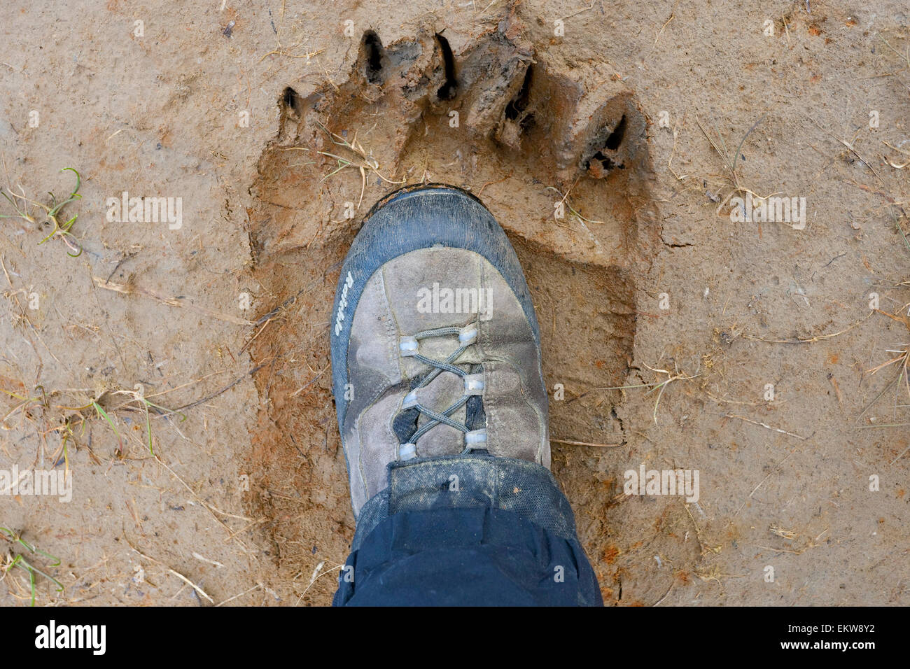 Persona confronta un piede umano per la stampa della zampa di un grizzly costiere a Hallo Bay, Katmai National Park, Alaska Foto Stock