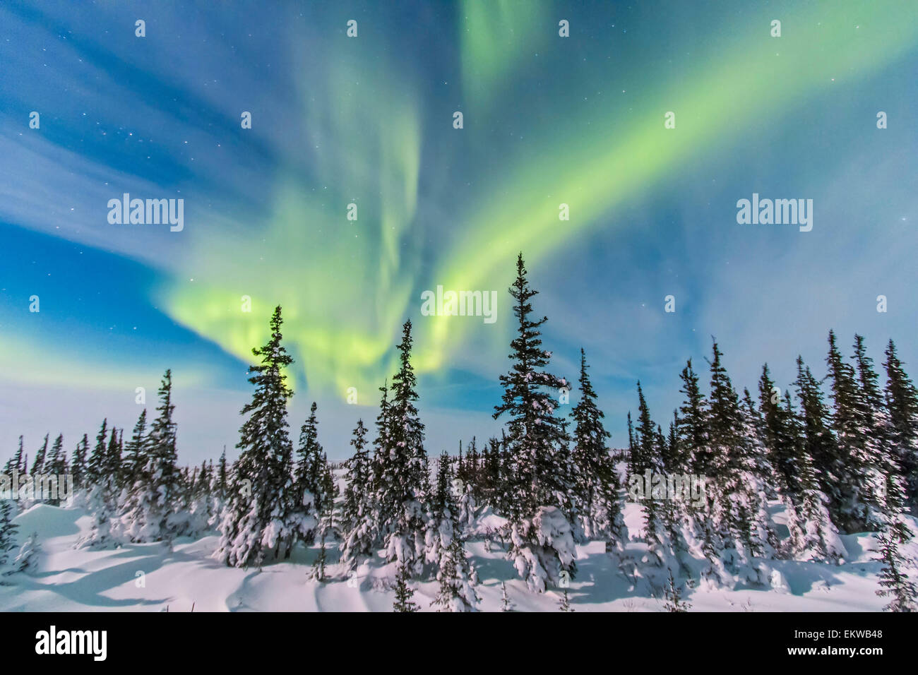 Febbraio 9, 2014 - Aurora boreale visto da Churchill, Manitoba, Canada, in una vista guardando verso nord-ovest sopra gli alberi. Chiaro di Luna Foto Stock