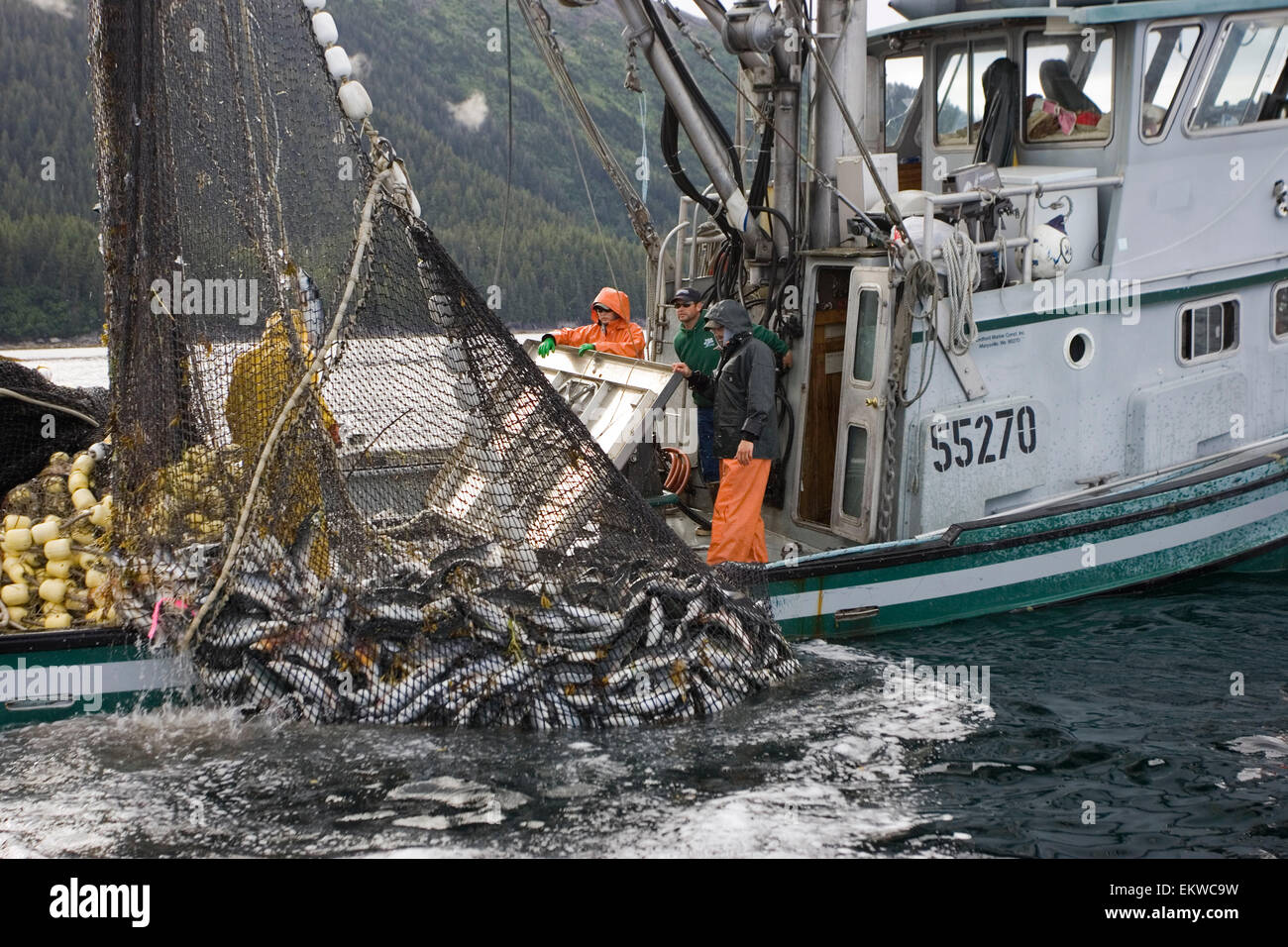 Commerciale di pesca a circuizione bobine in un volume di catture di salmone Sockey a scaricare nel loro pesce estate in attesa di Prince William Sound Alaska Foto Stock