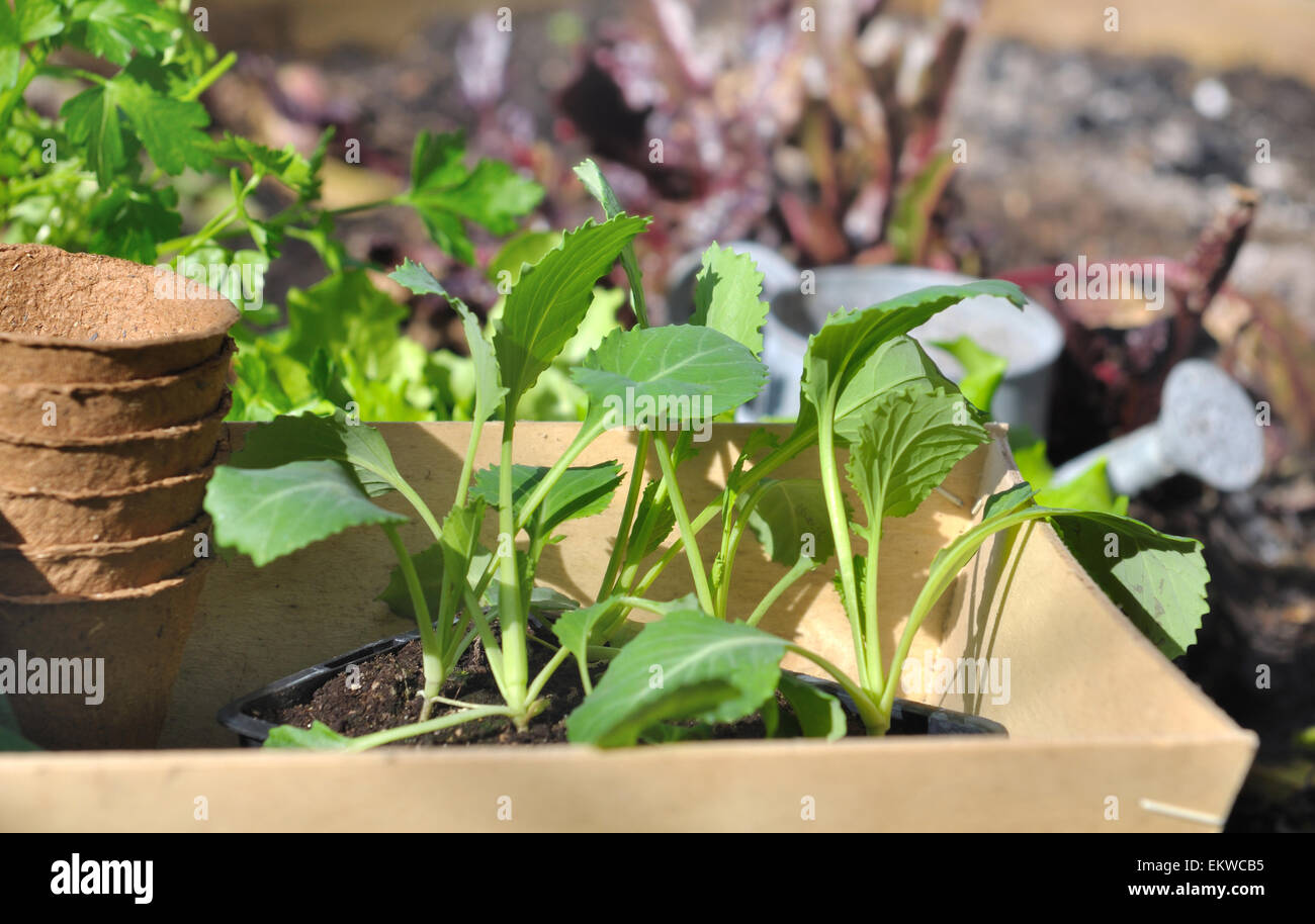 Piantine di ortaggi in un vassoio posto in una patch vegetale Foto Stock