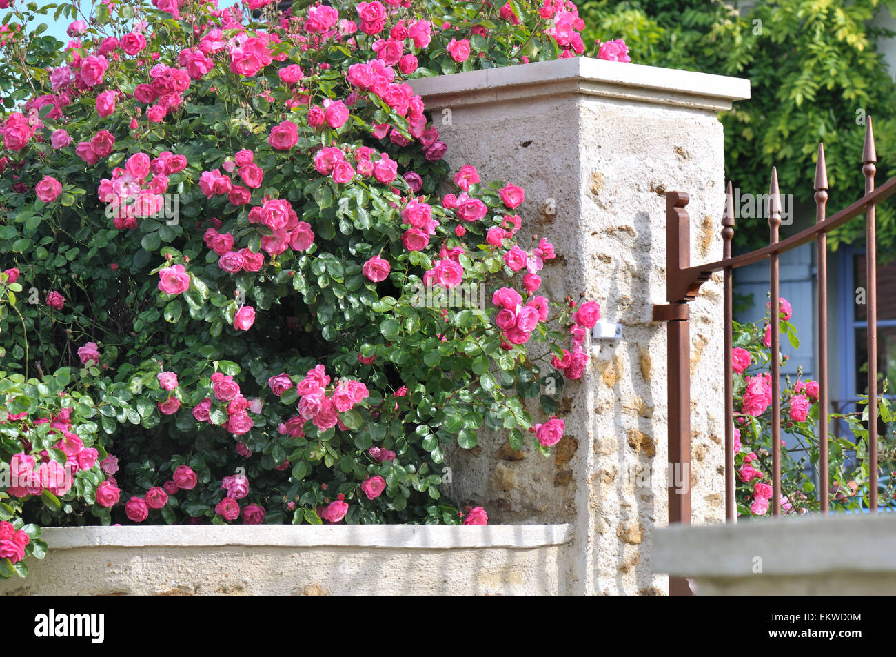 Bella siepe di rose accanto a una parete del giardino Foto Stock