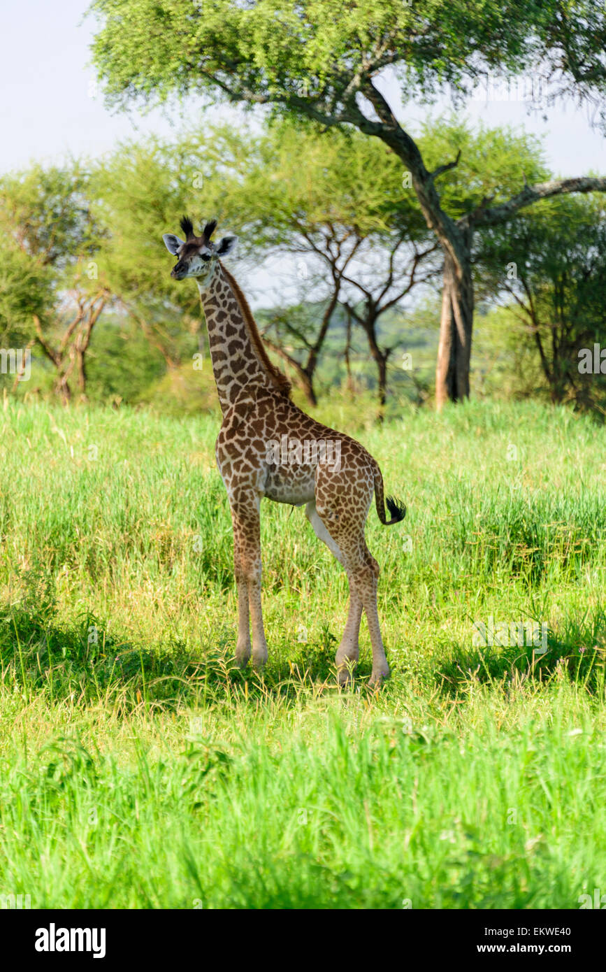 Giraffa camelopardalis ritratto di un bambino giraffe nel Parco Nazionale di Tarangire e, Manyara Regione, Tanzania, Africa. Foto Stock