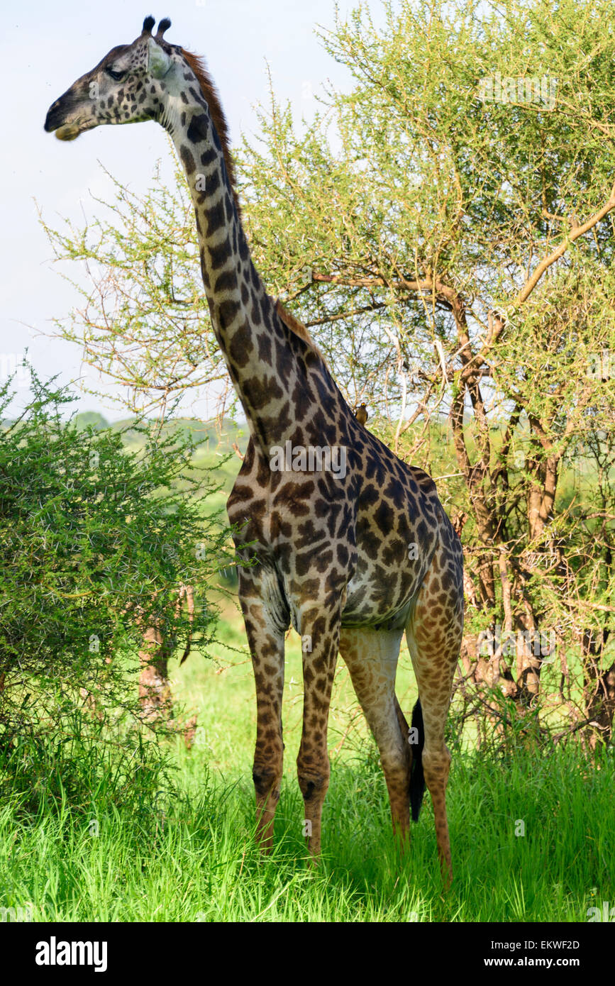 Giraffa camelopardalis ritratto di una giraffa nel Parco Nazionale di Tarangire e, Manyara Regione, Tanzania, Africa. Foto Stock