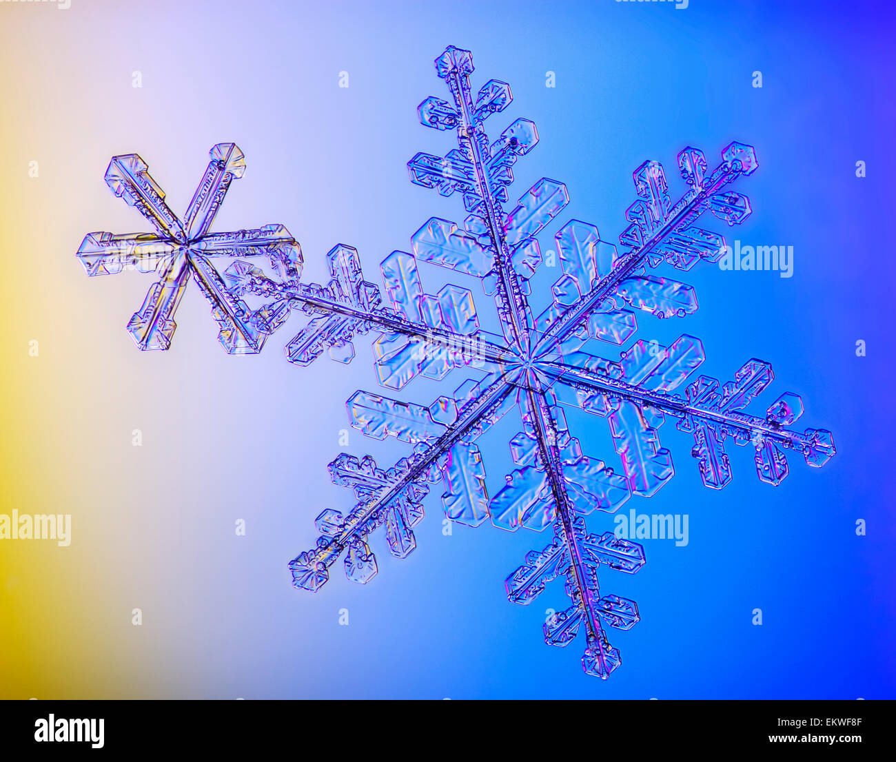 Photomicroscopic close up di due cristalli di fiocco di neve, Alaska Foto Stock