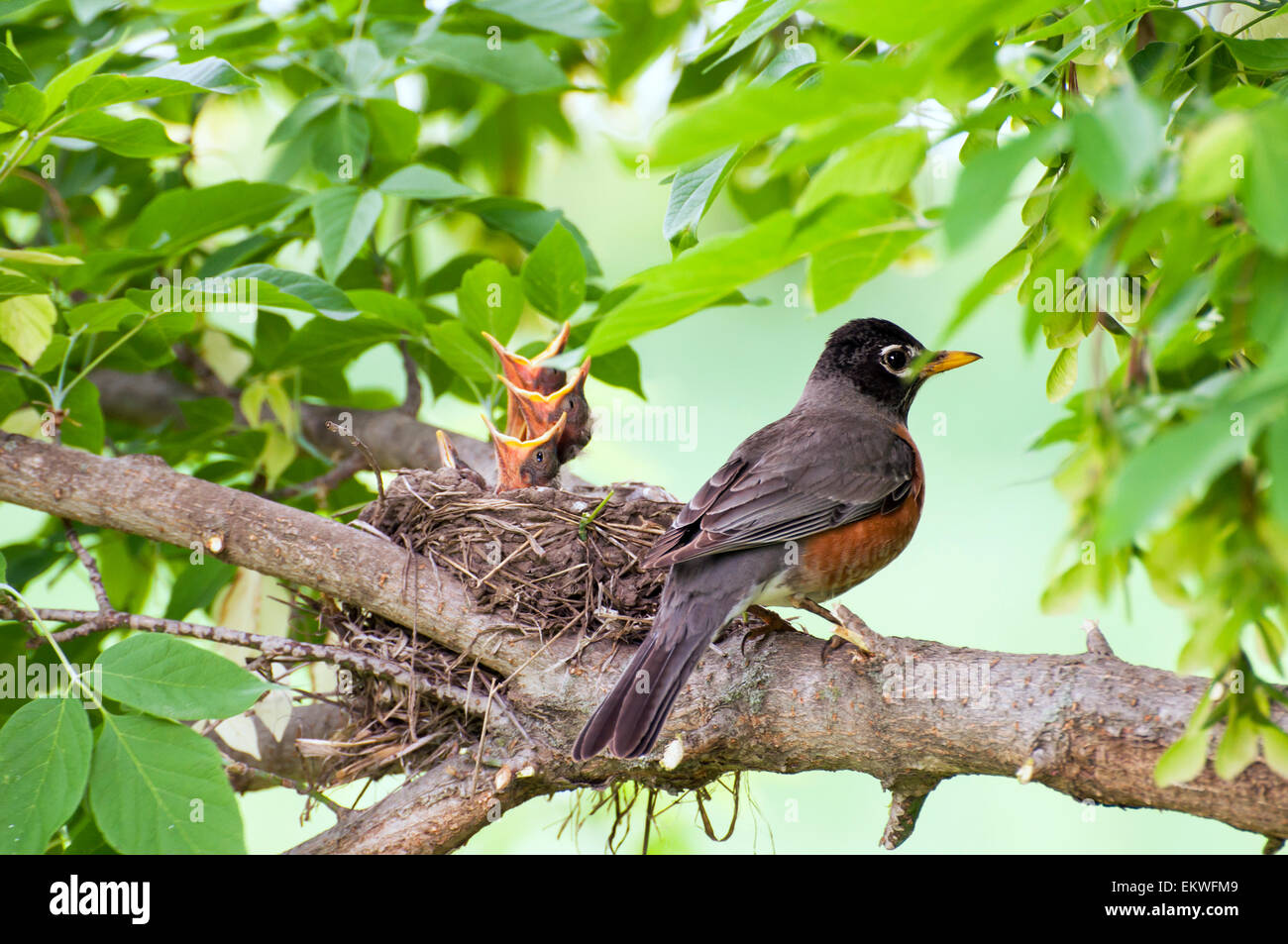 Robin uccello sul ramo a nido di uccelli baby Foto Stock