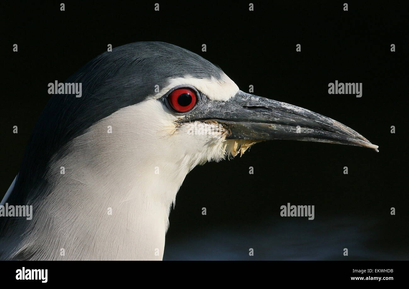 Nitticora (Nycticorax nycticorax) Foto Stock